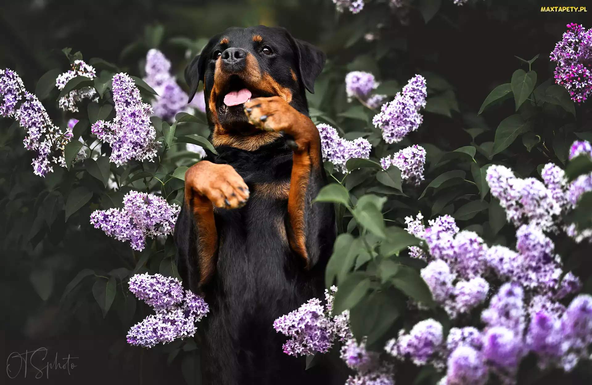Bez, Kwiaty, Rottweiler, Pies