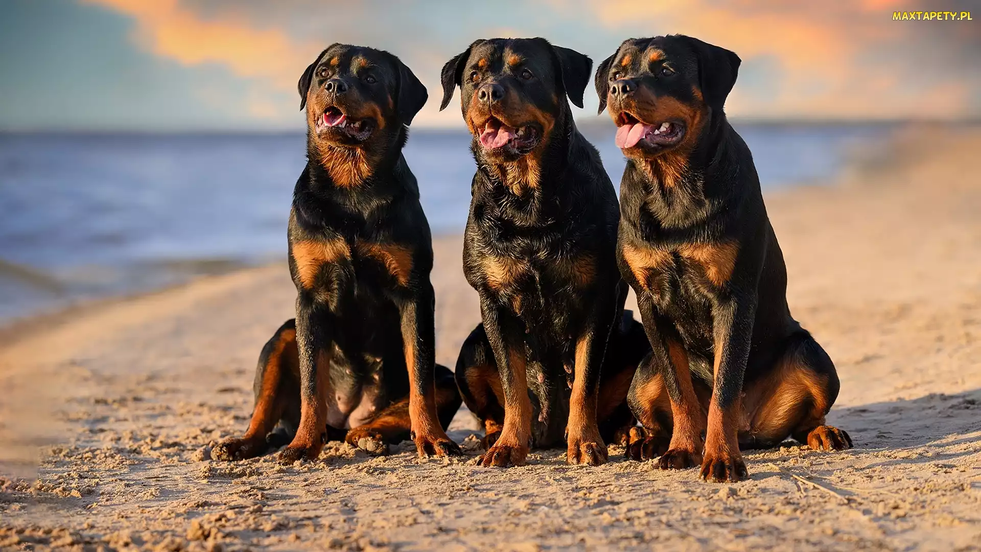 Plaża, Rottweilery, Trzy, Psy