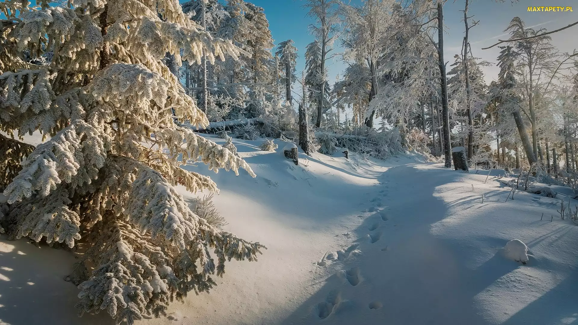Śnieg, Ślady, Las, Drzewa, Zima