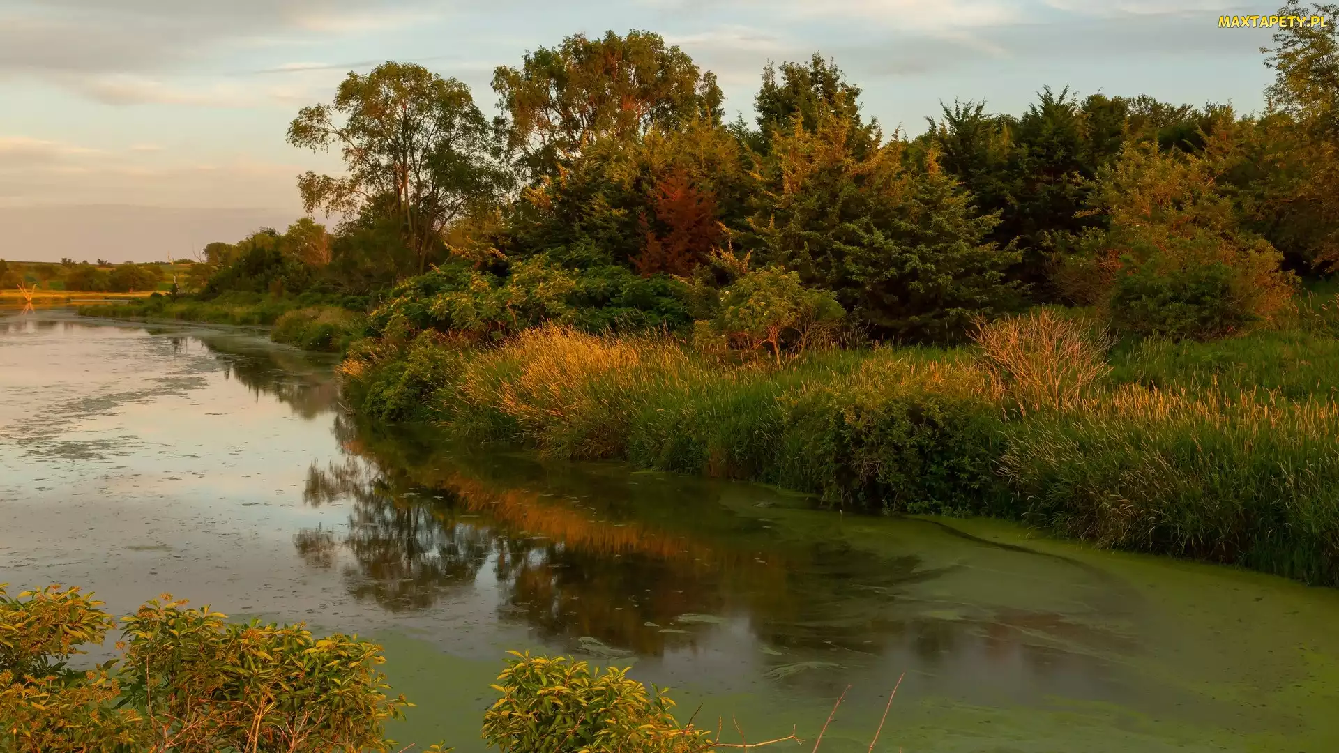 Stan Iowa, Rośliny, Prairie Rose Lake, Stany Zjednoczone, Krzewy, Jezioro, Drzewa
