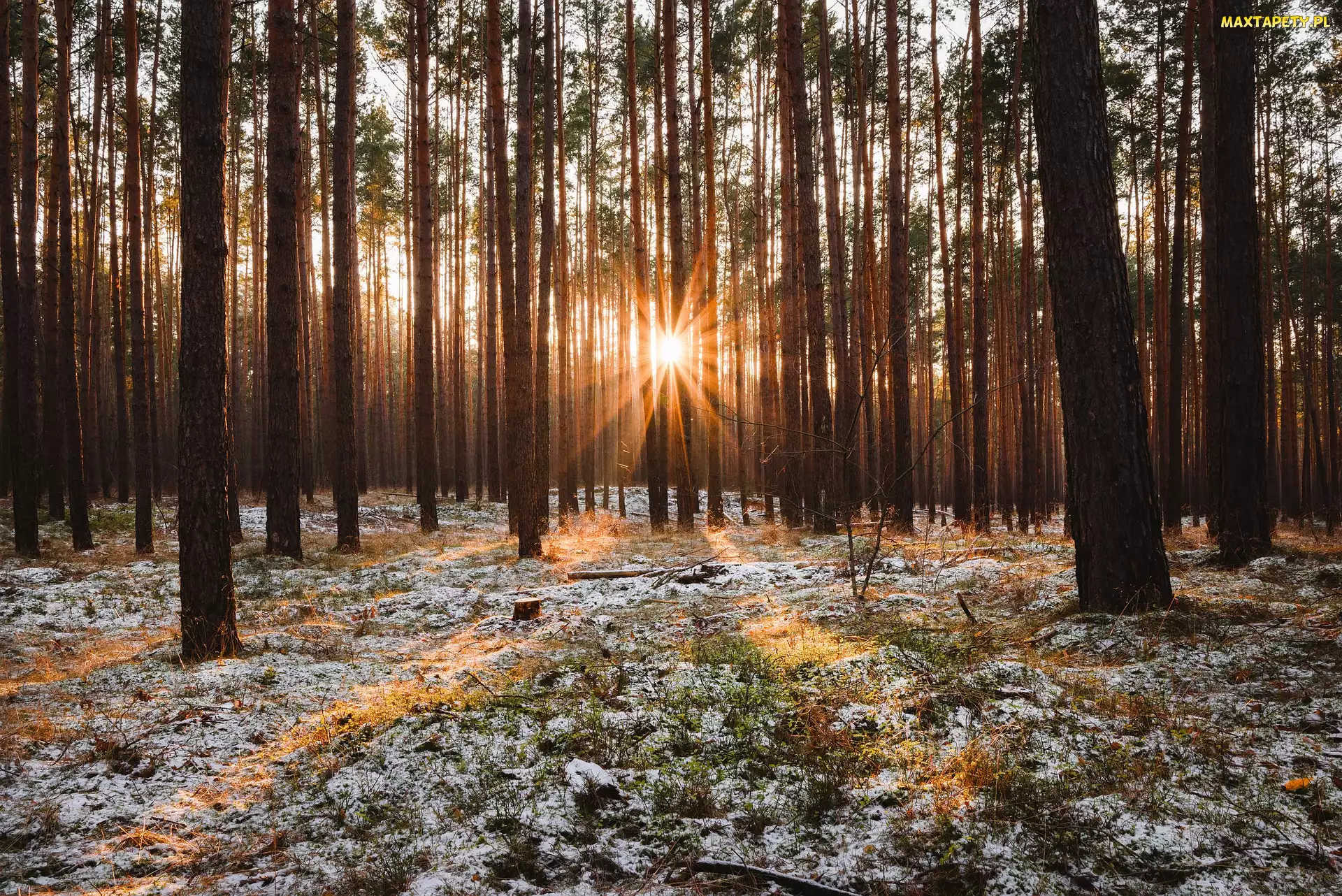 Słoneczny, Trawa, Drzewa, Blask, Śnieg, Las, Promienie słońca