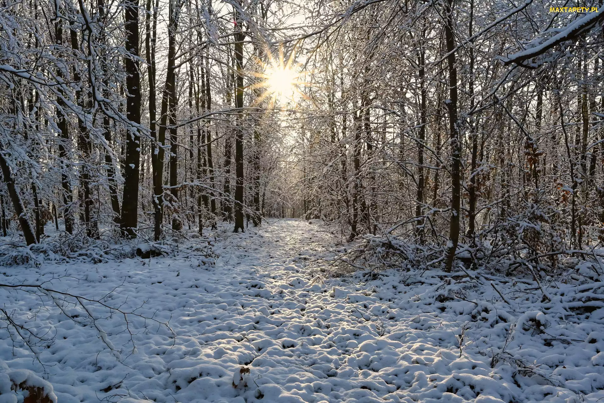 Promienie słońca, Śnieg, Las, Zima, Ośnieżone, Drzewa