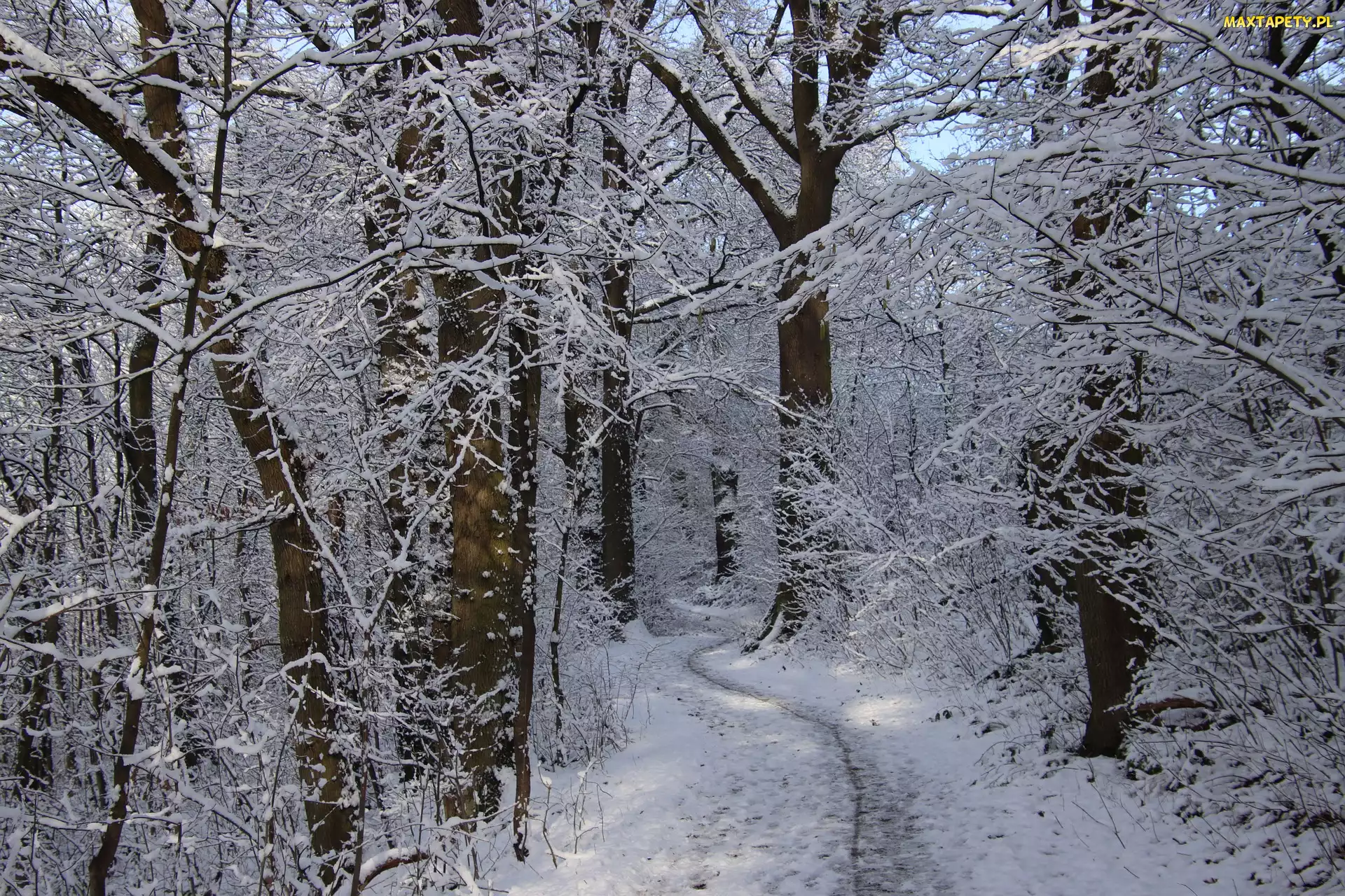 Śnieg, Droga, Las, Zima, Drzewa, Ścieżka