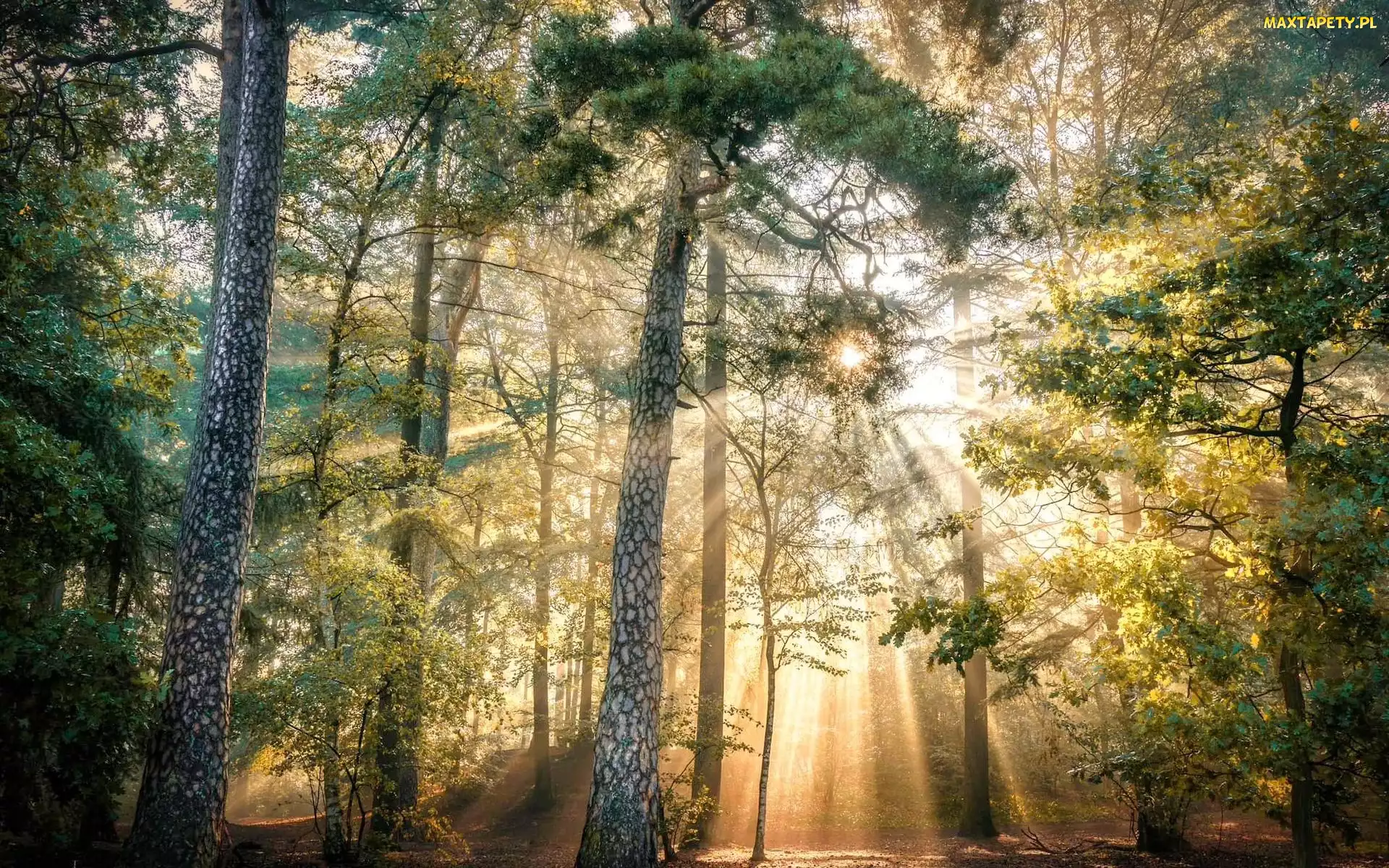 Drzewa, Słońce, Las, Przebijające światło