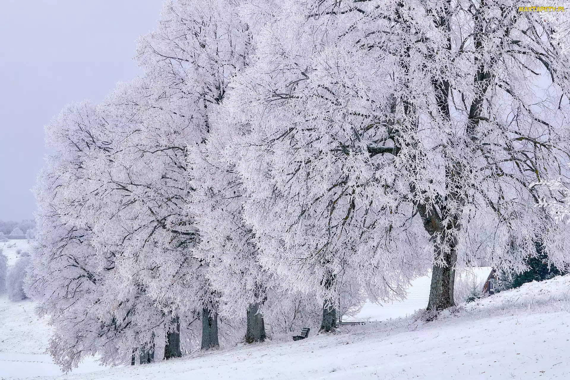 Ośnieżone, Wzgórze, Ławka, Drzewa, Zima