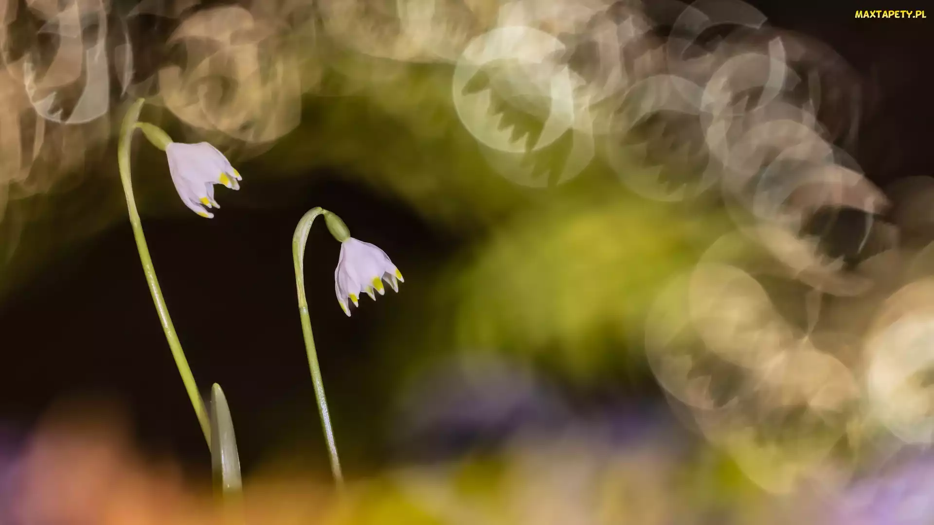 Śnieżyce, Bokeh, Kwiaty