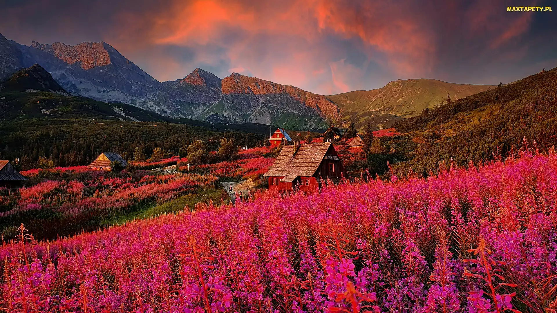 Domy, Wierzbówka kiprzyca, Hala Gasienicowa, Polska, Góry, Tatry