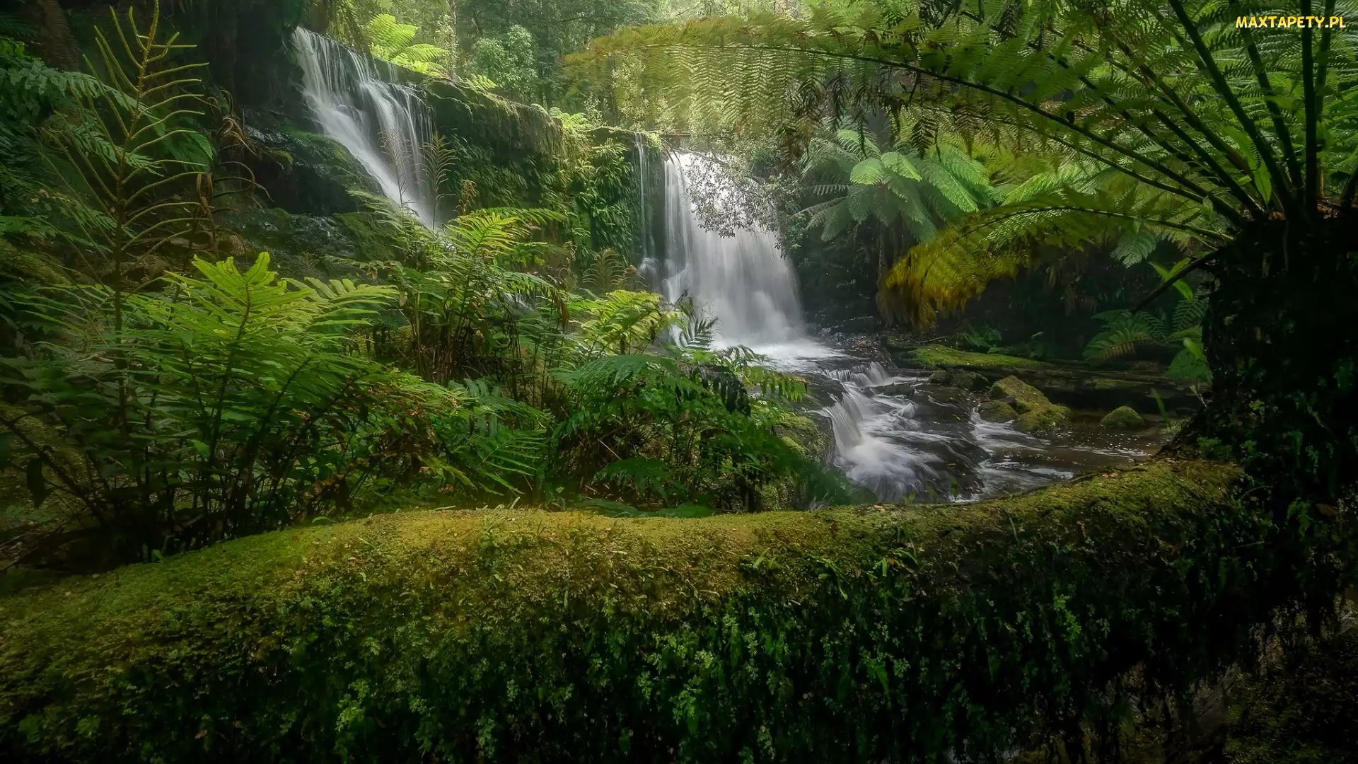 Paprocie, Wodospad, Tasmania, Rośliny, Horseshoe Falls, Australia, Park Narodowy Mount Field