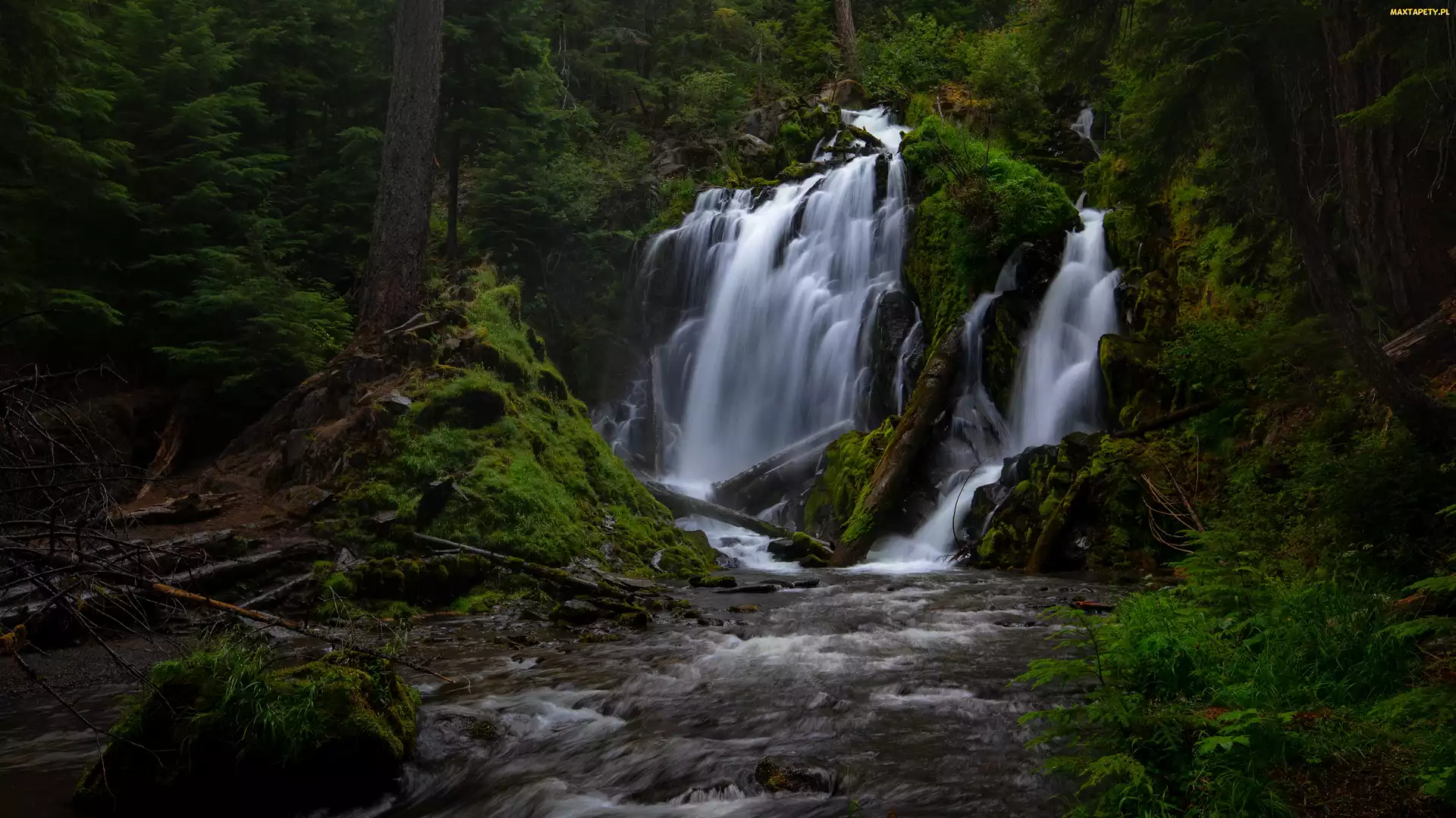 Stany Zjednoczone, Kamienie, Rzeka, Oregon, Drzewa, Las, Skała, Wodospad, Park Narodowy Jeziora Kraterowego, National Creek Falls