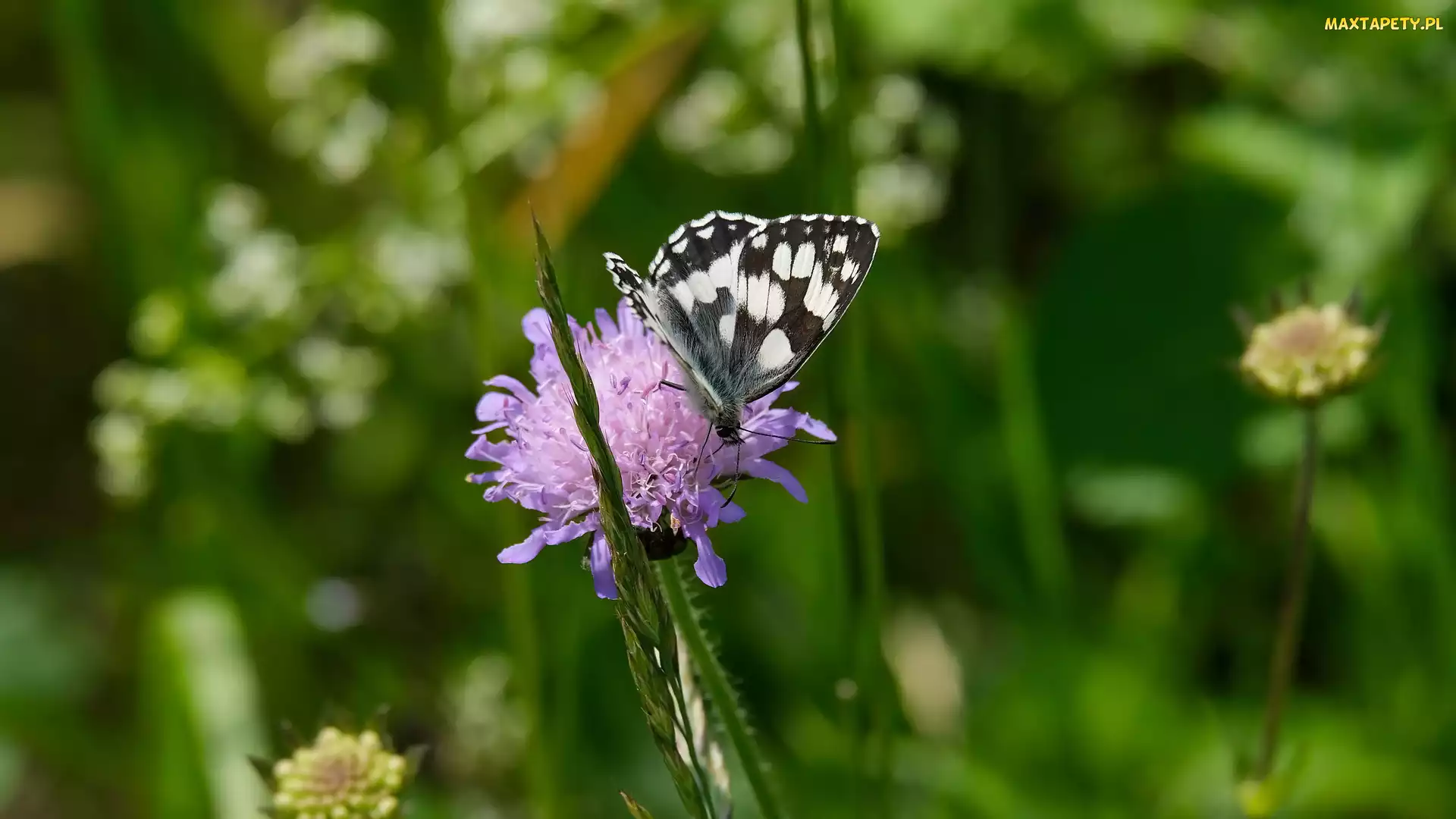 Źdźbło, Trawa, Polowiec szachownica, Łąka, Driakiew, Motyl, Kwiat