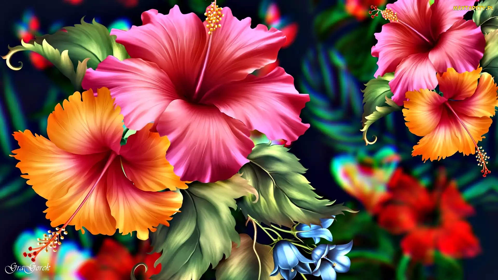 Grafika, Hibiskusy, Kolorowe, Kwiaty