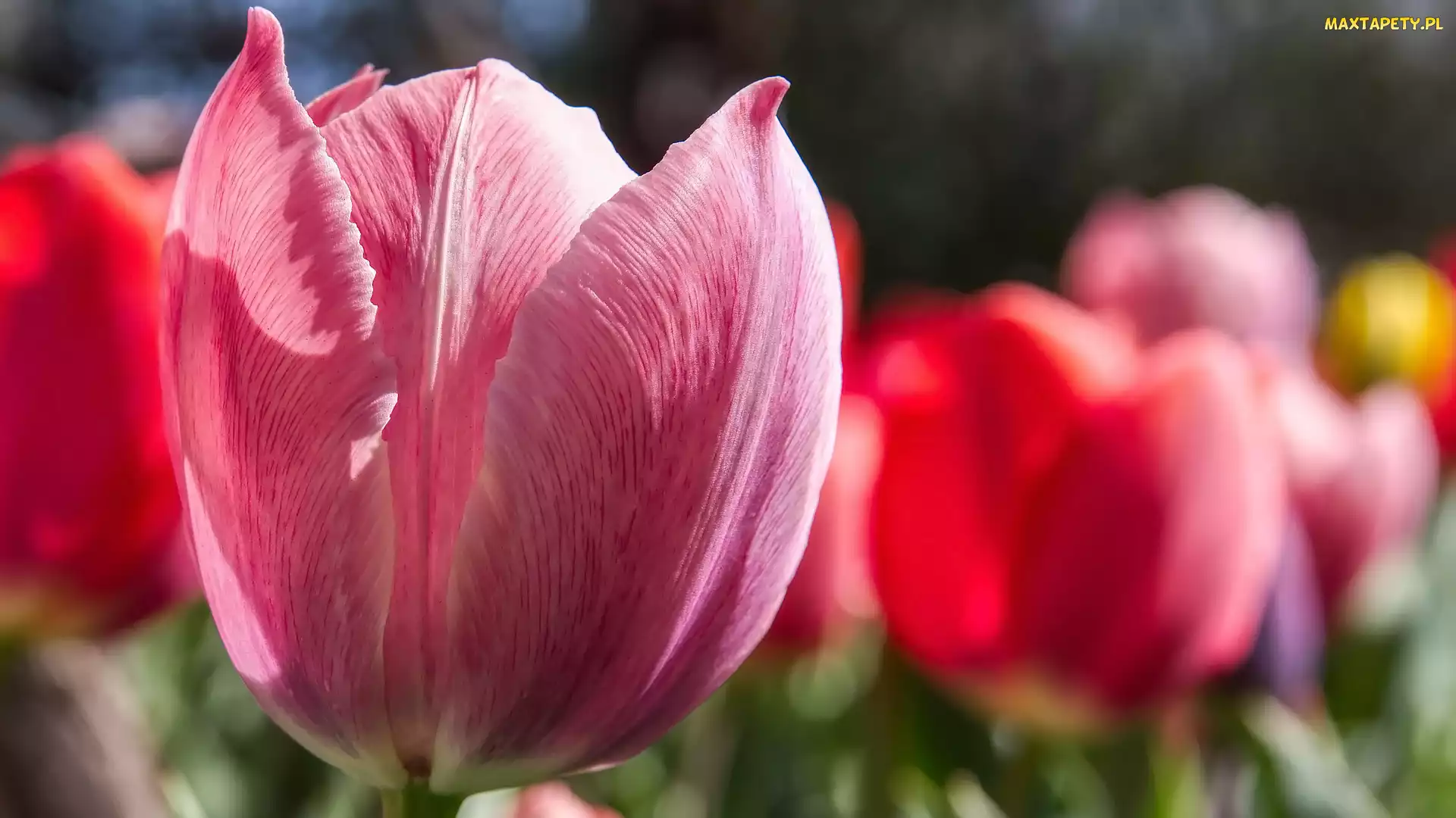 Tulipan, Zbliżenie, Kwiaty