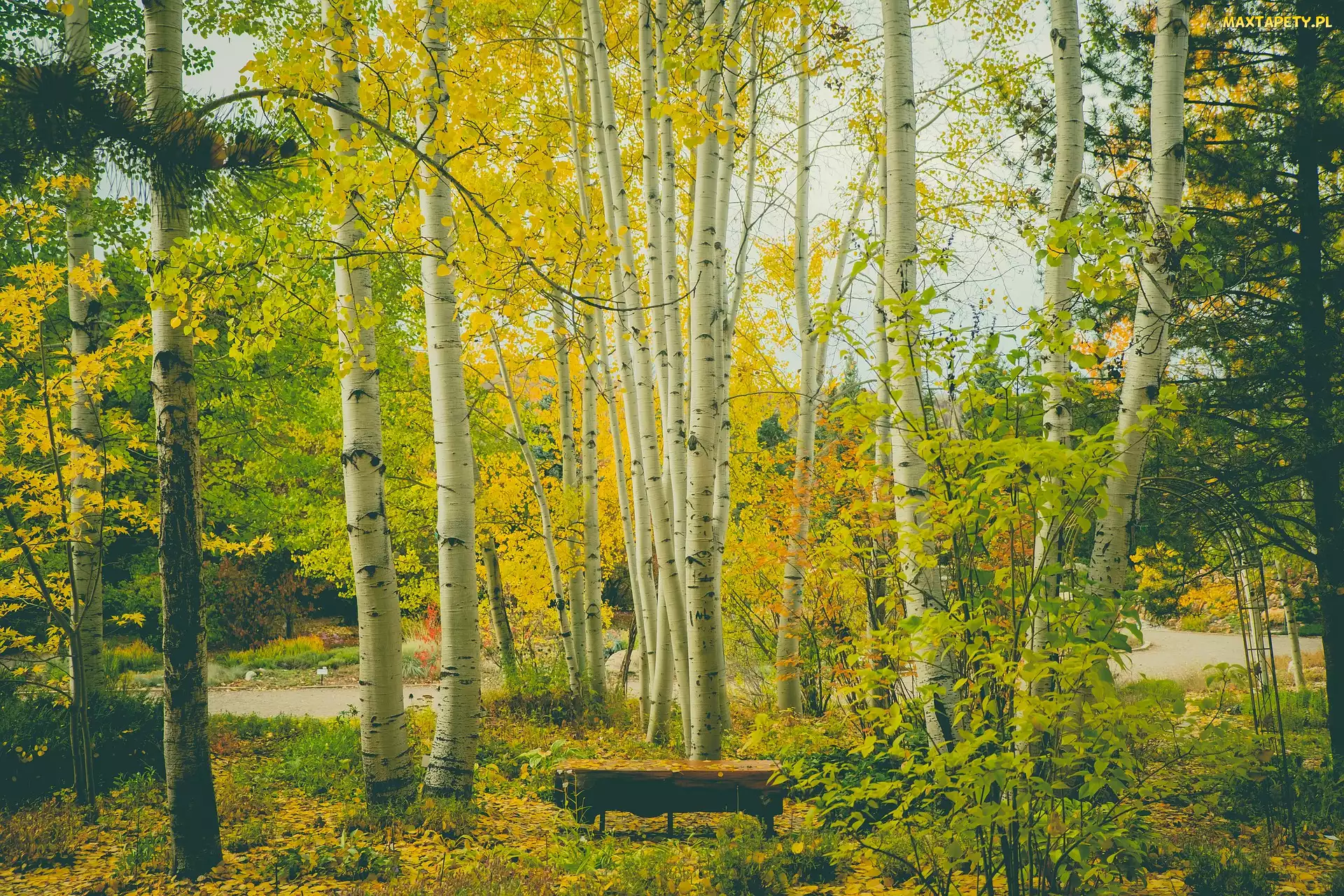 Park, Brzozy, Jesień, Drzewa