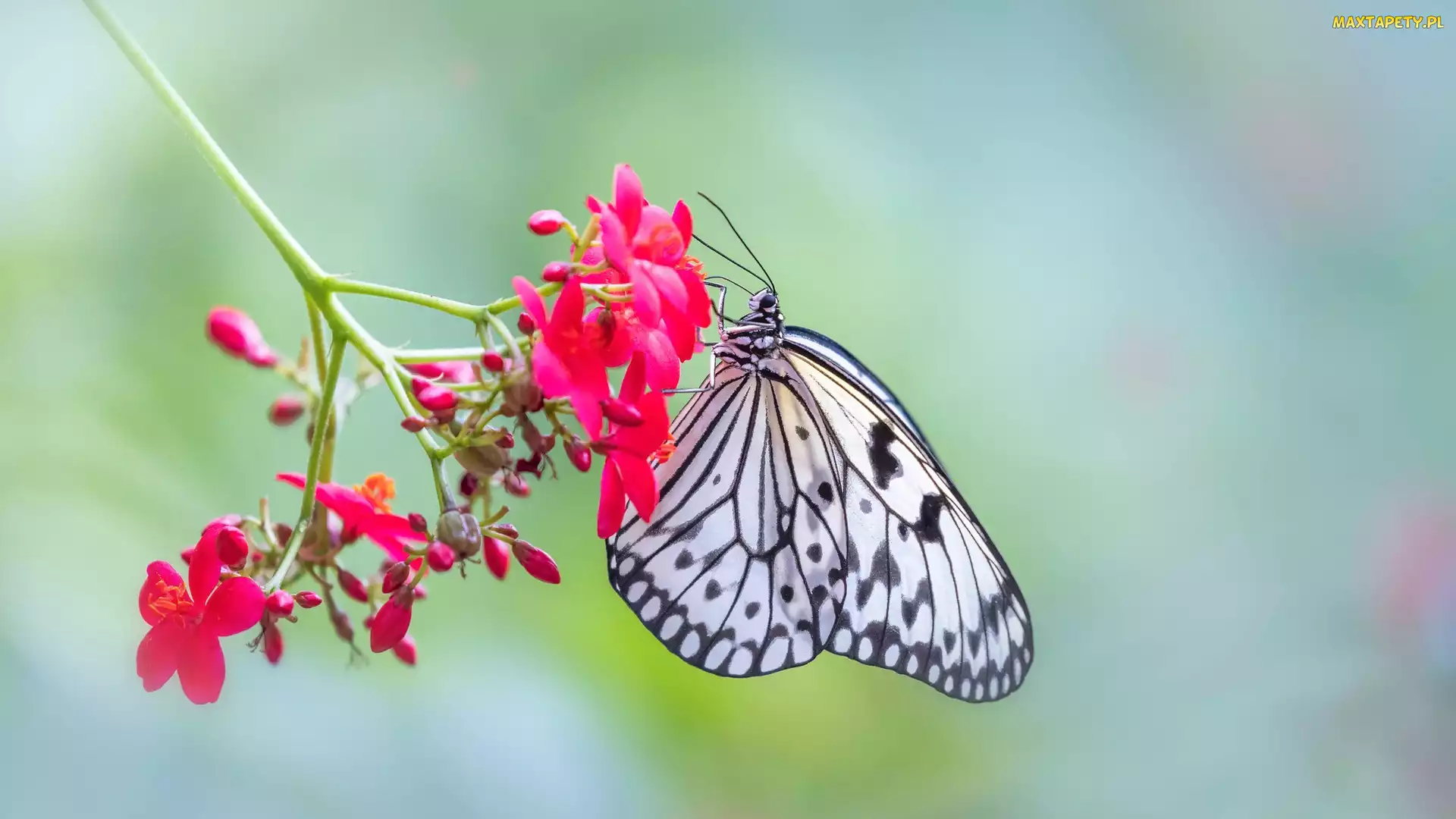 Czerwony, Kwiatek, Motyl, Idea leuconoe