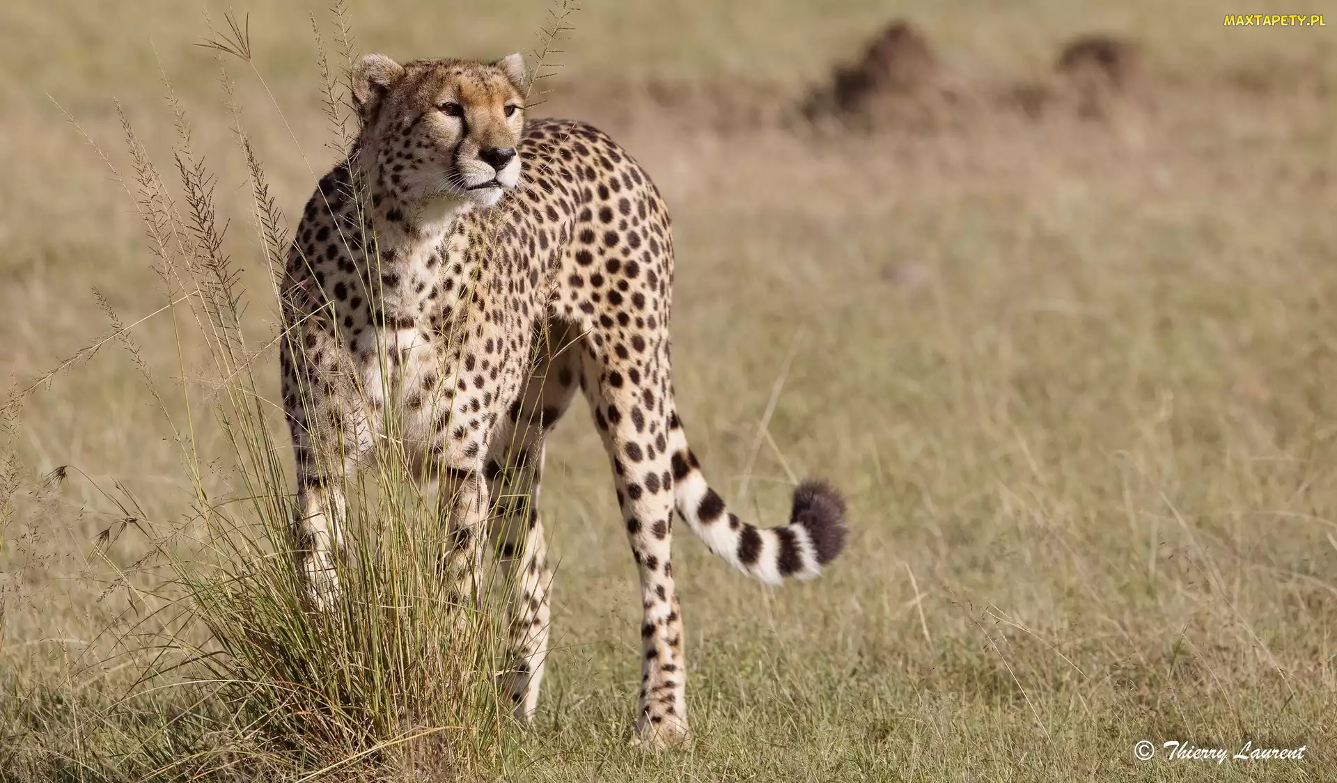 Suche, Trawy, Gepard