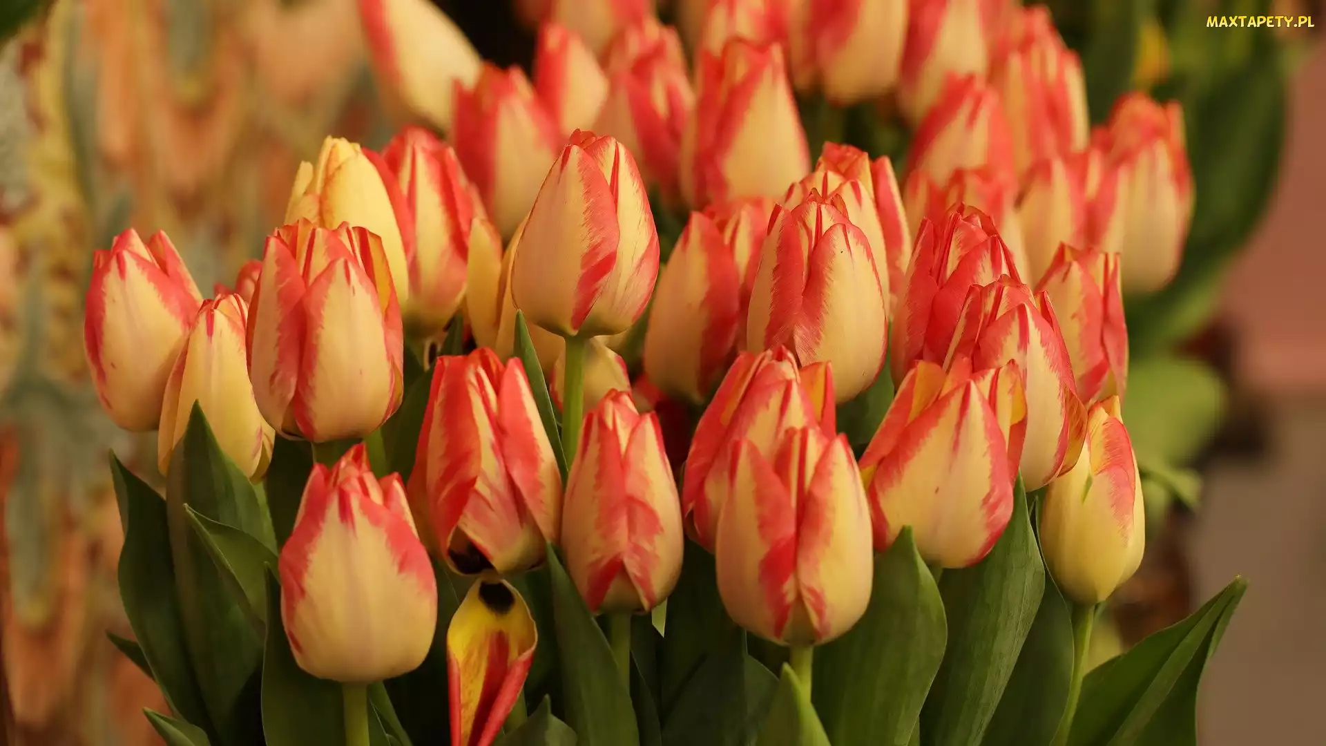 Tulipany, Kwiaty, Dwukolorowe