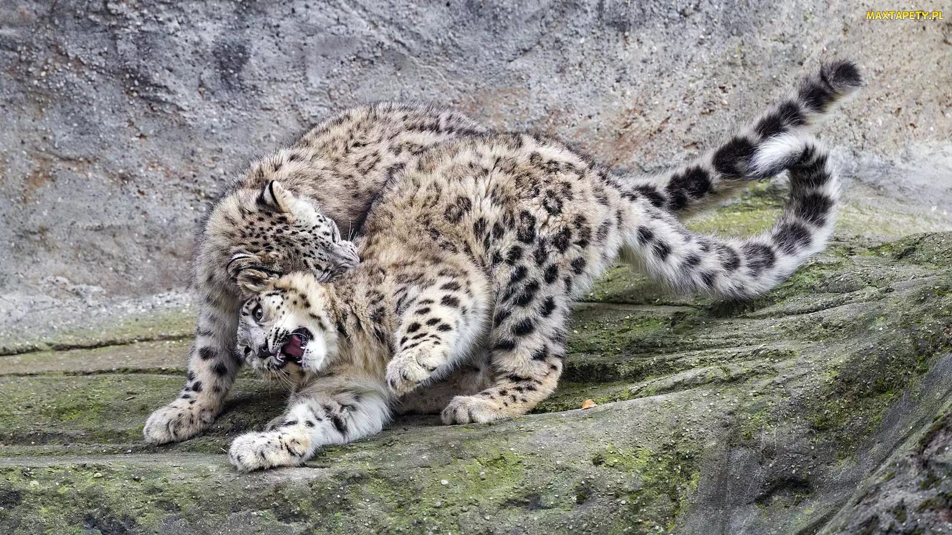 Zabawa, Skała, Dwa, Irbisy śnieżne