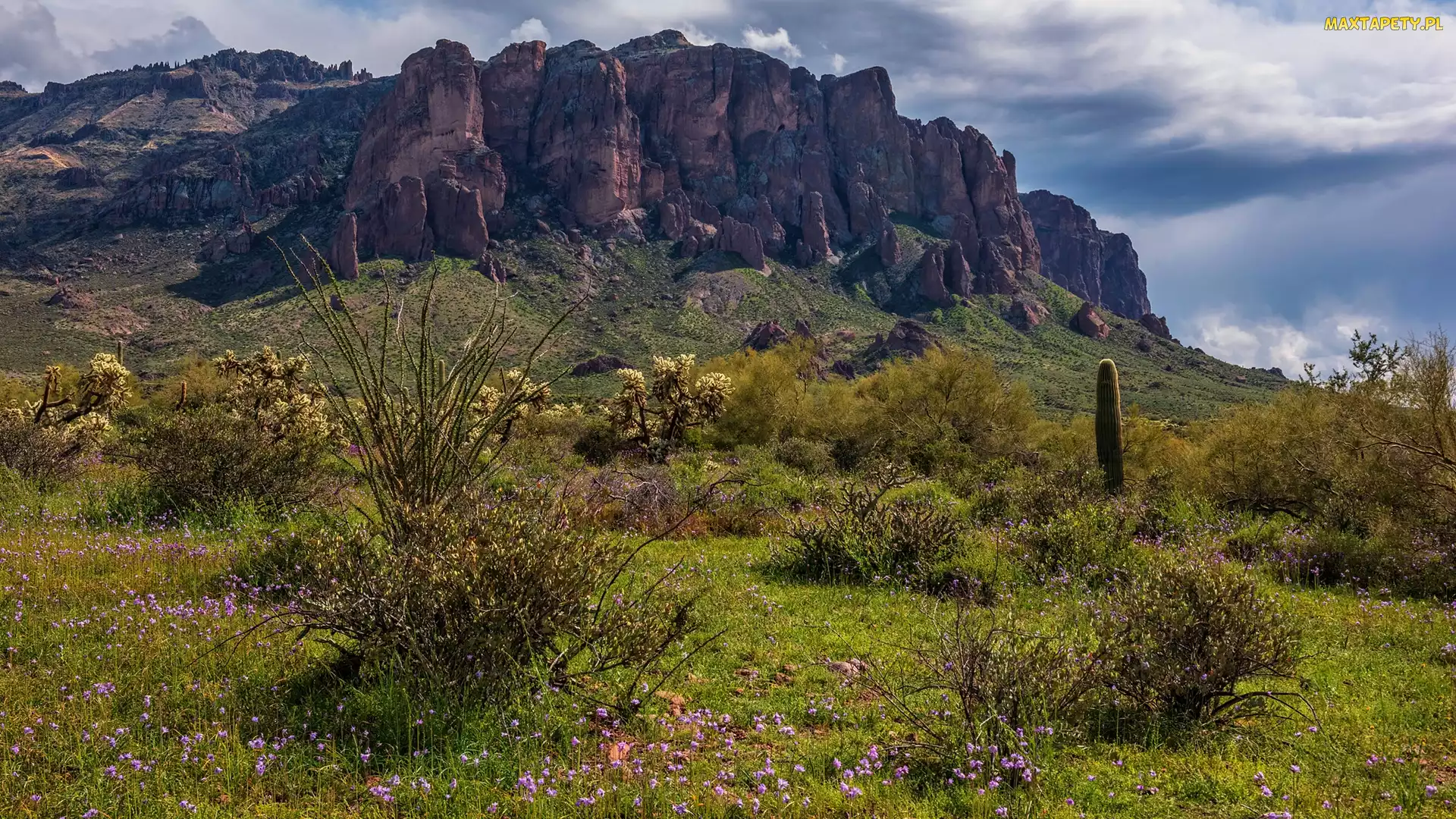 Arizona, Kwiaty, Superstition Mountains, Stany Zjednoczone, Krzewy, Góry, Łąka