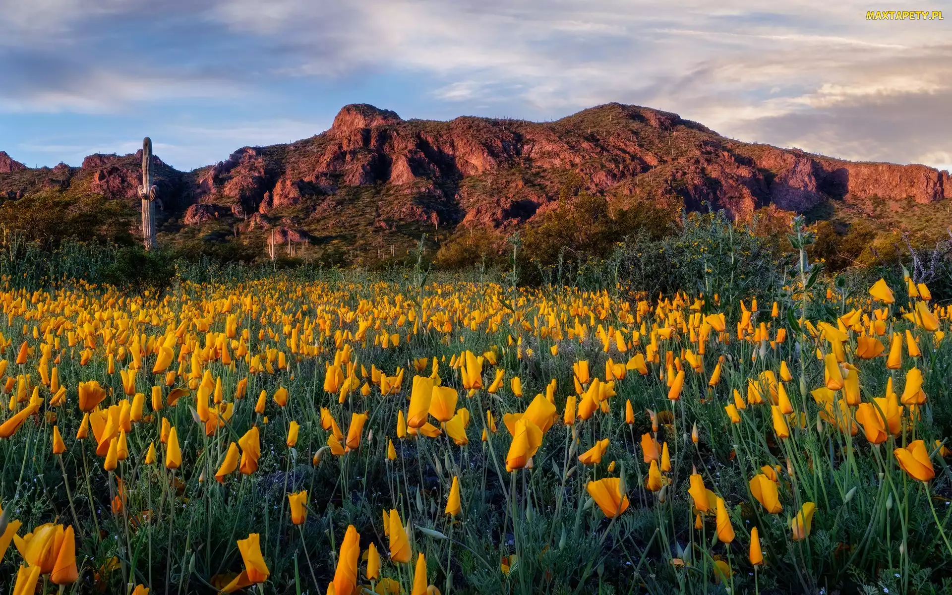 Kaktusy, Chmury, Góry, Pozłotki, Picacho Peak State Park, Stany Zjednoczone, Łąka, Arizona, Drzewa, Kwiaty, Maczki kalifornijskie