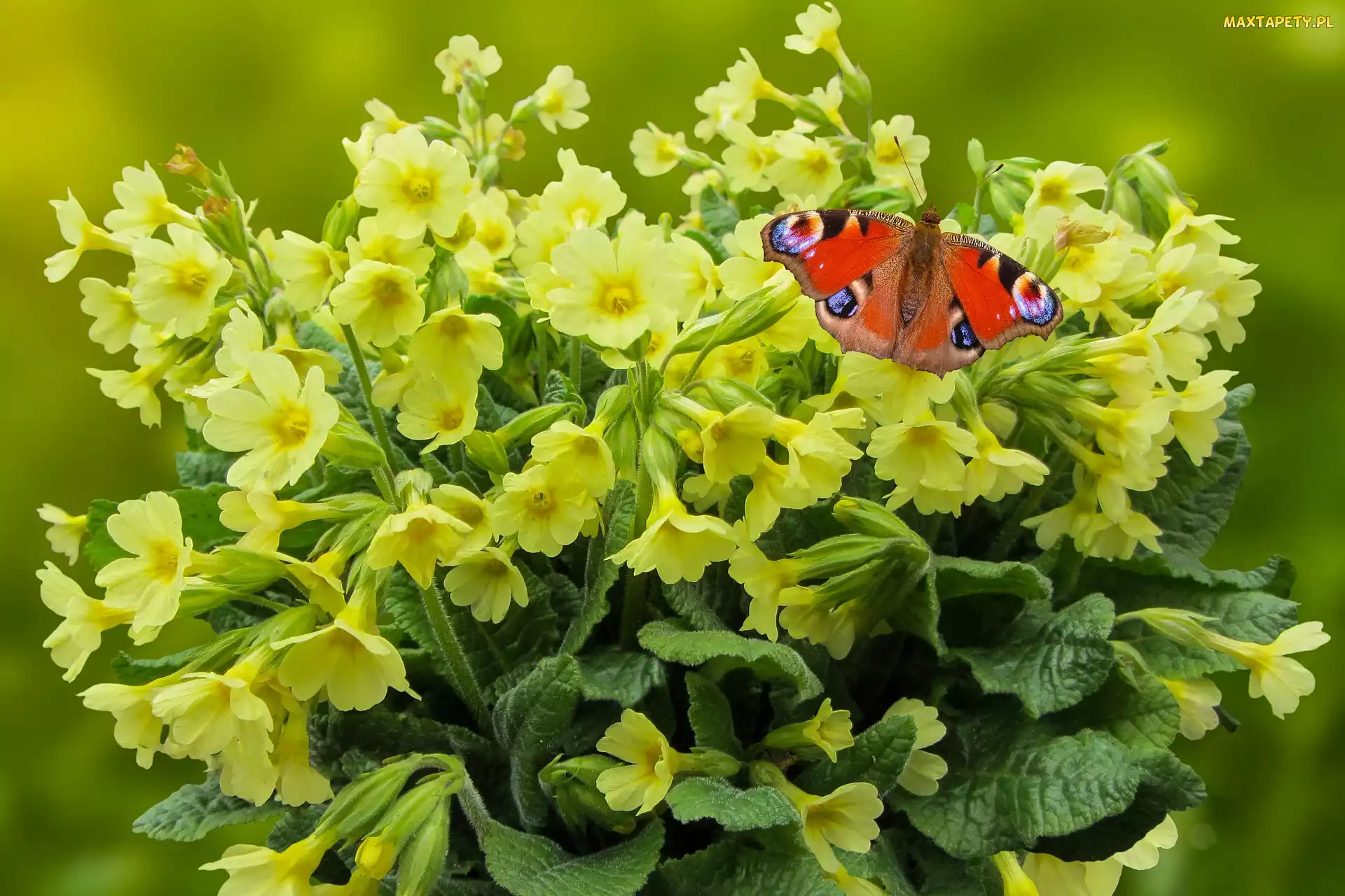 Kwiaty, Rusałka pawik, Motyl, Pierwiosnki, Żółte
