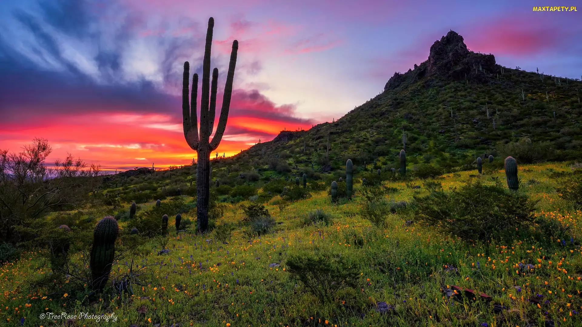 Stany Zjednoczone, Kwiaty, Zachód słońca, Łąka, Kaktusy, Góra, Arizona, Park stanowy, Picacho Peak