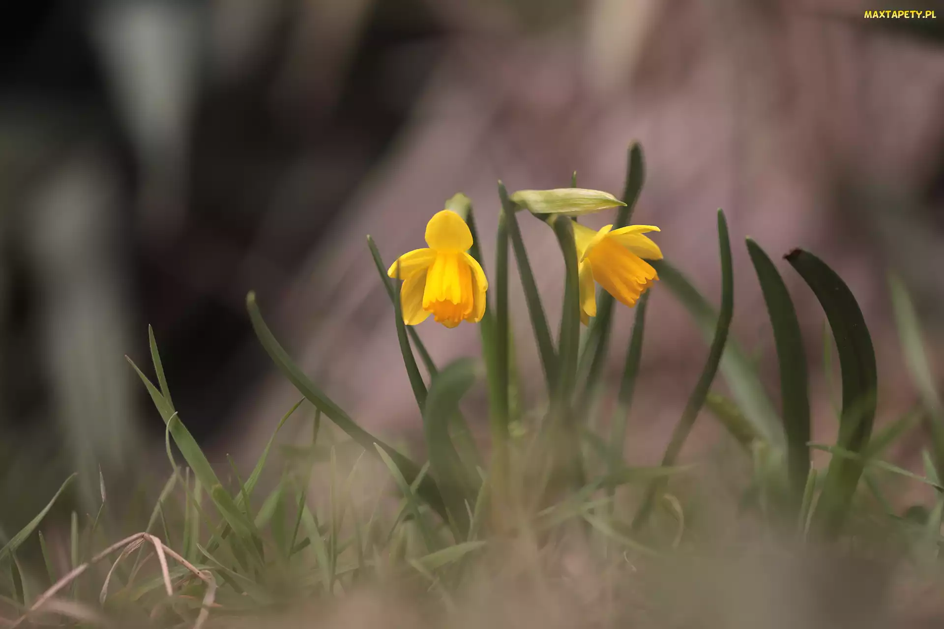Kwiaty, Żółte, Narcyzy żonkile, Dwa