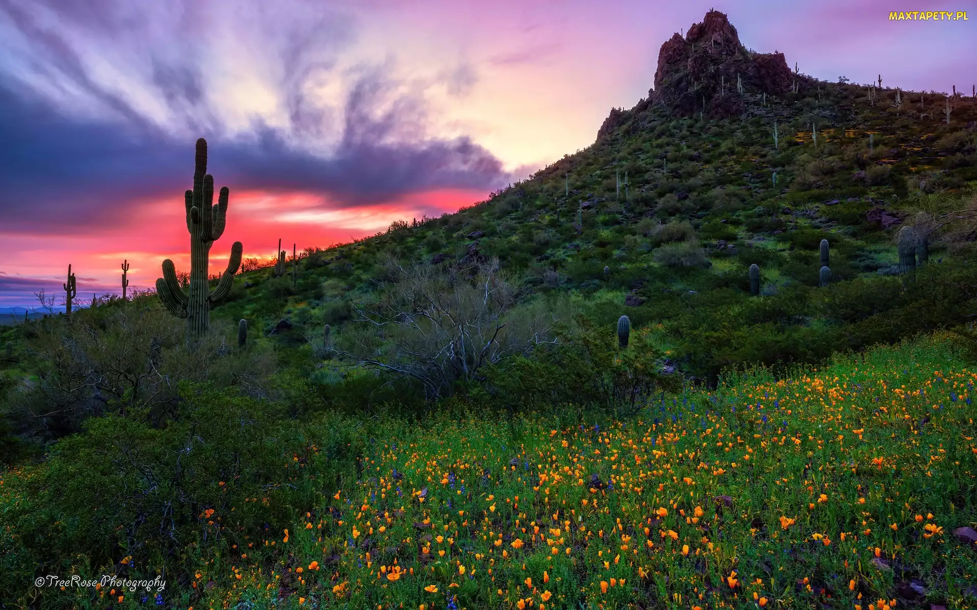 Stany Zjednoczone, Kwiaty, Zachód słońca, Łąka, Kaktusy, Góra, Arizona, Park stanowy, Picacho Peak