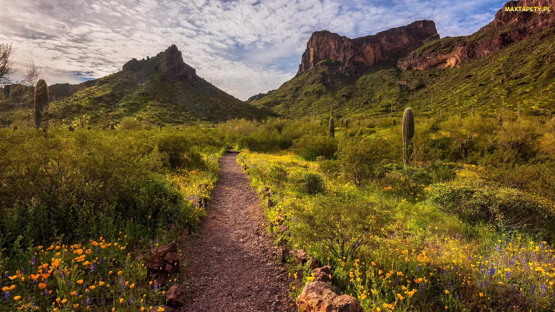 Arizona, Zachód słońca, Stany Zjednoczone, Góra, Kwiaty, Park stanowy Picacho Peak, Łąka, Kaktusy