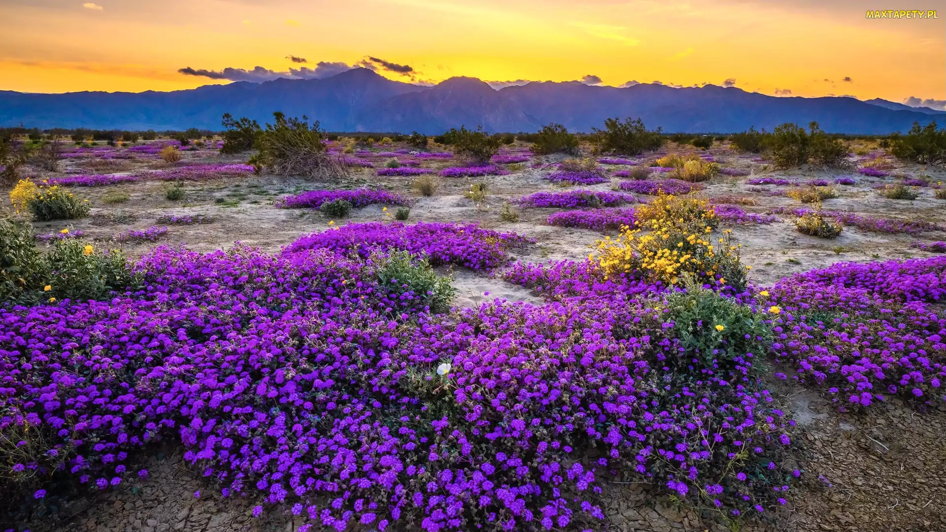 Krzewy, Kwiaty, Kalifornia, Stany Zjednoczone, Góry, Park Stanowy Anza Borrego