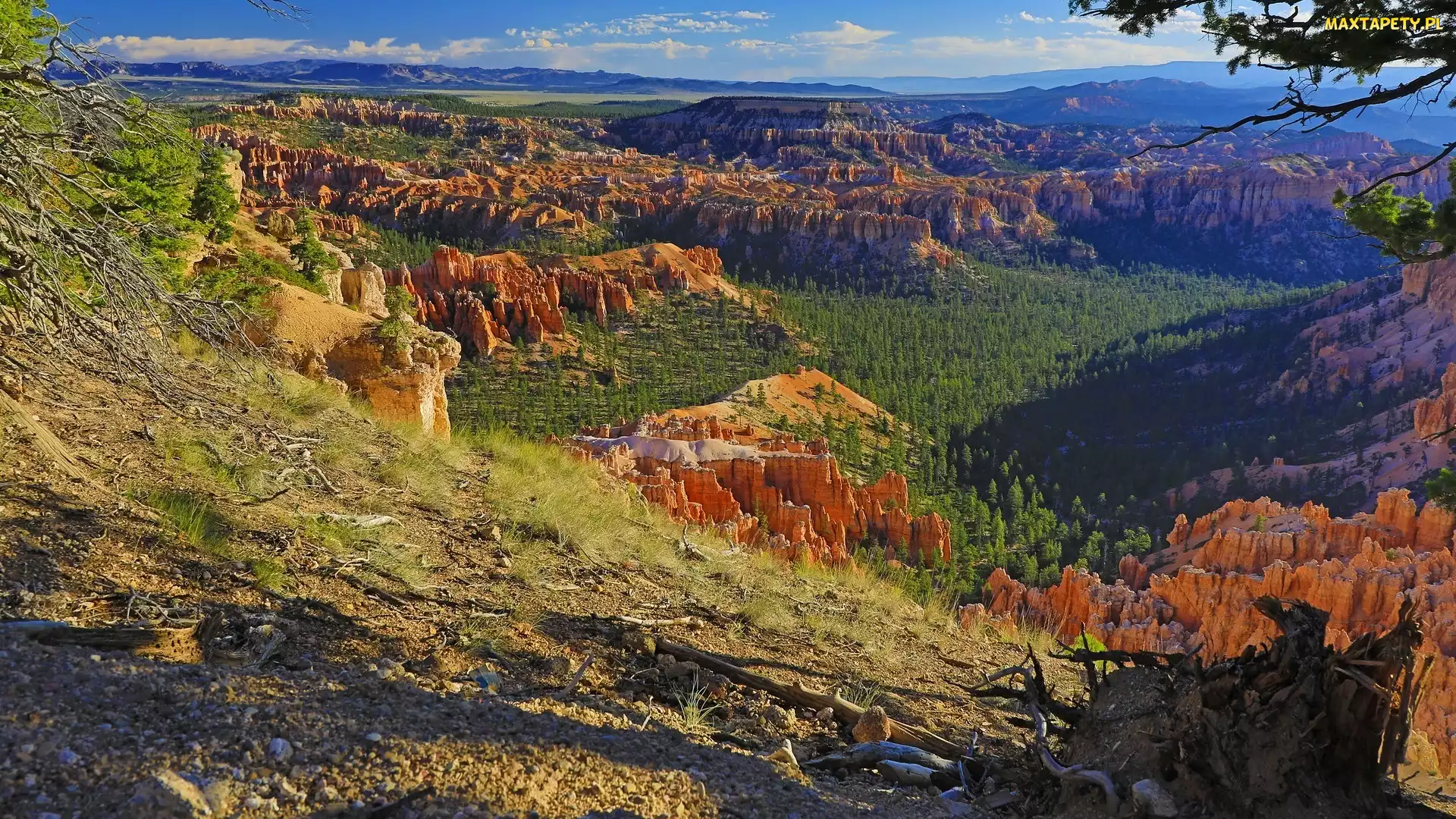Skały, Bryce Canyon, Góry, Trawa, Utah, Drzewa, Stany Zjednoczone, Park Narodowy Bryce Canyon