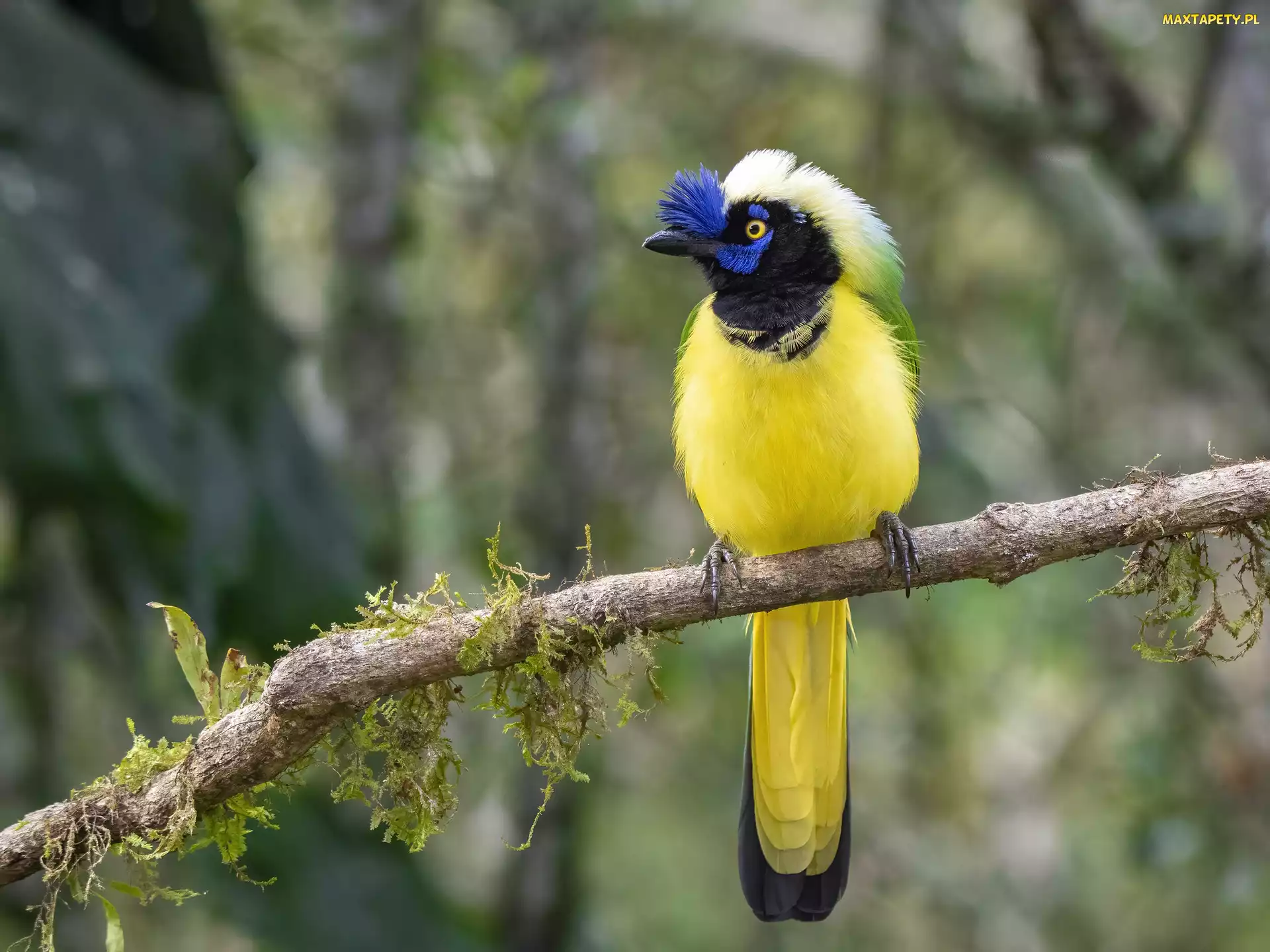 Gałąź, Ptak, Modrowronka zielona, Inca Jay