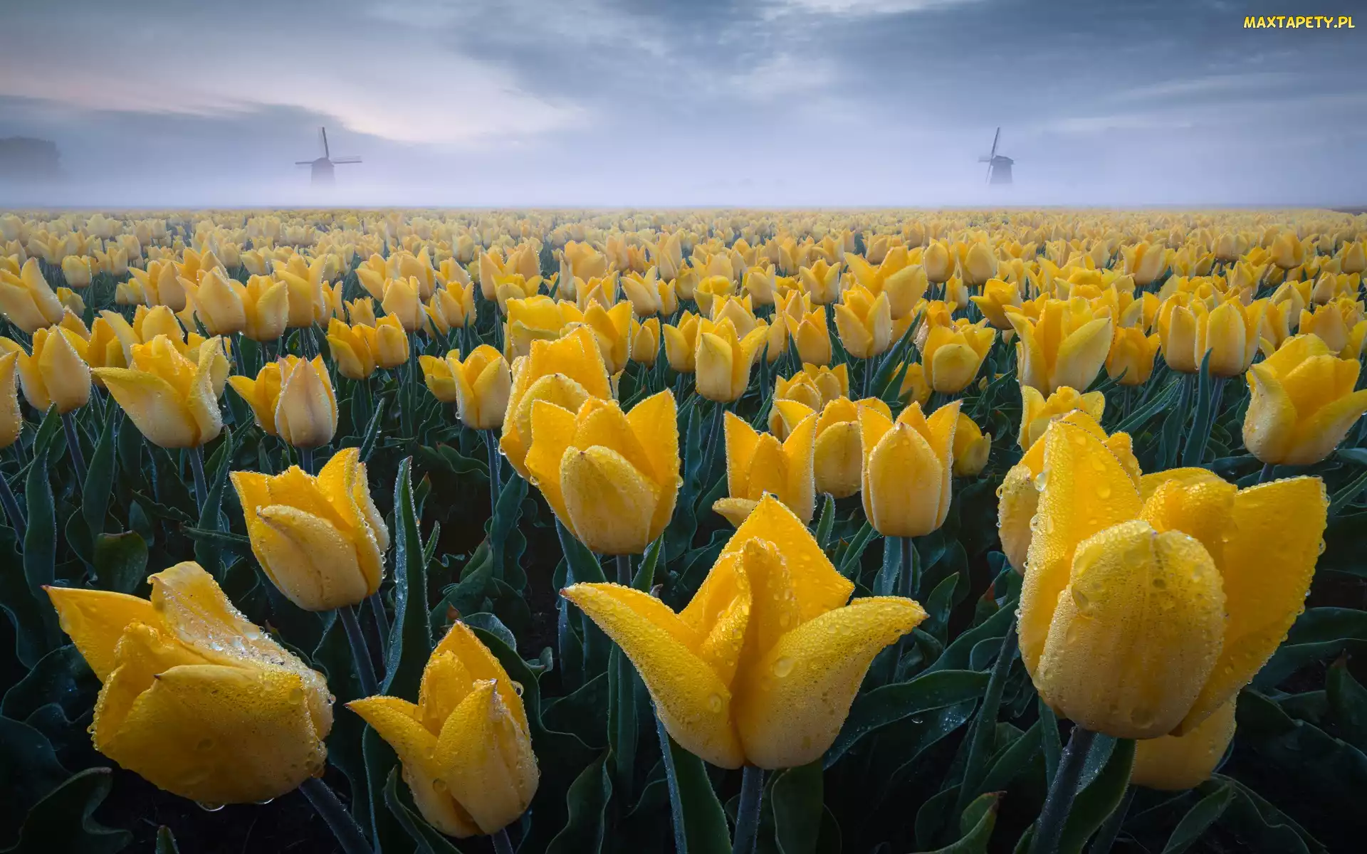 Plantacja, Rosa, Pole, Tulipany, Mgła, Żółte, Wiatraki, Krople