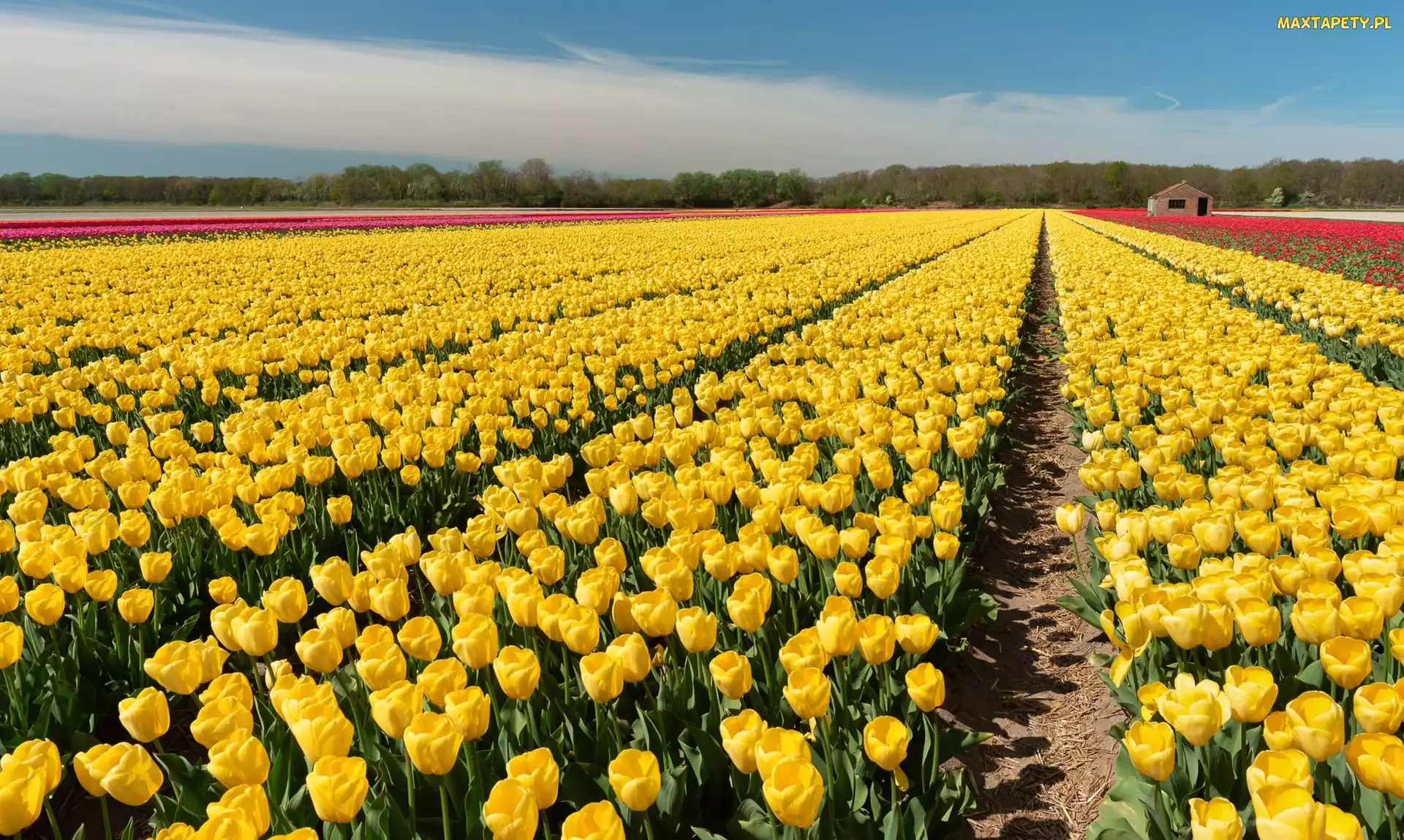 Plantacja, Drzewa, Tulipany, Żółte, Pole