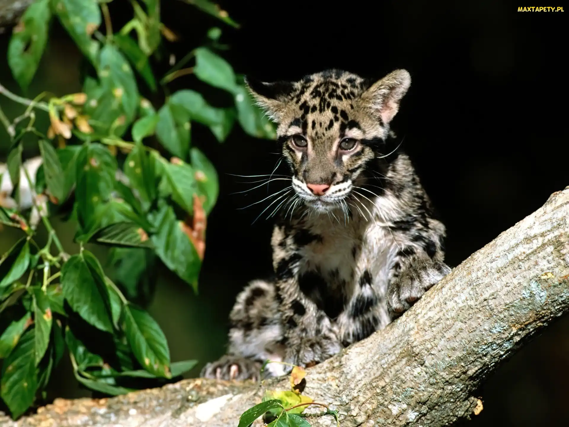 Ocelot