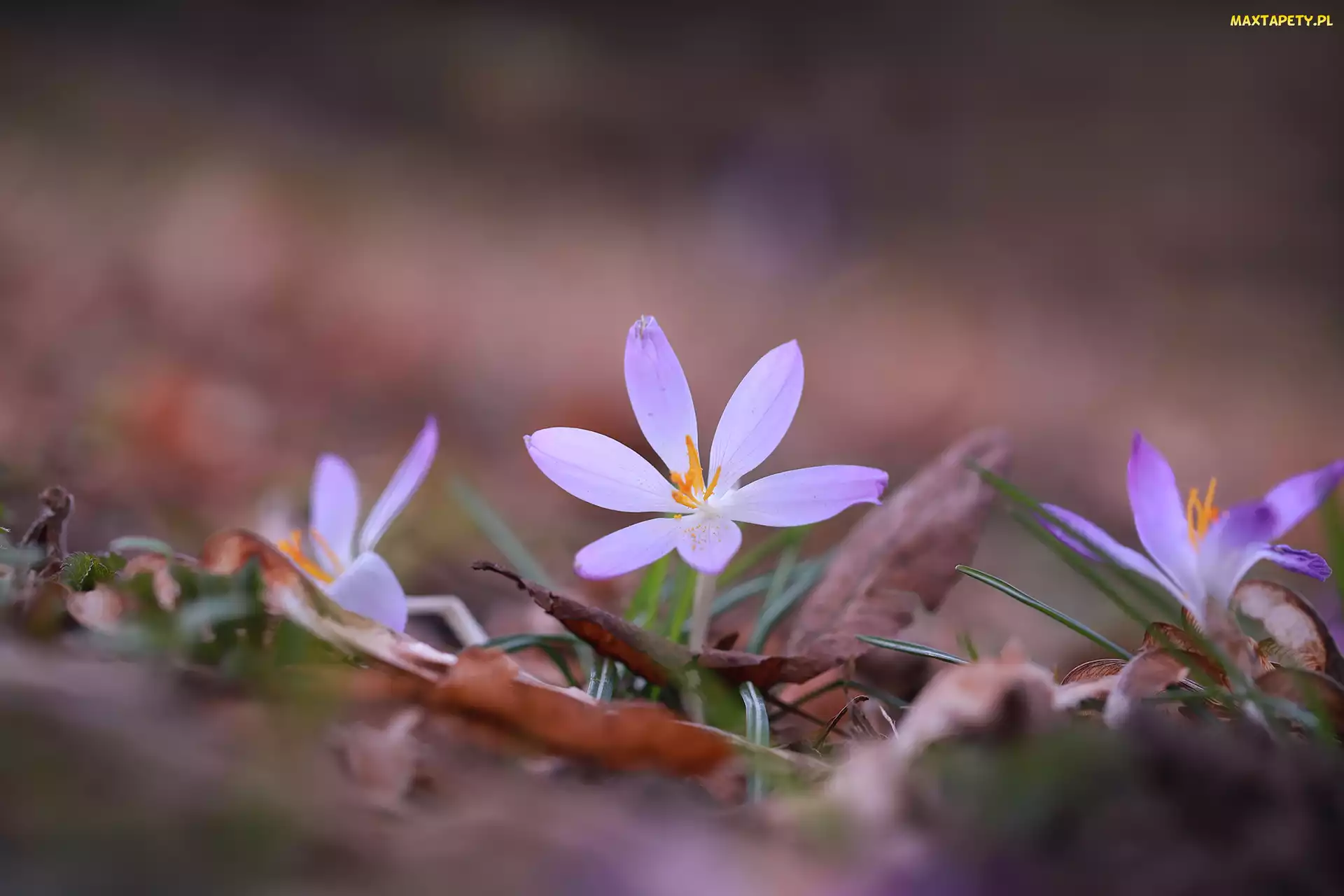 Krokus, Liście, Suche, Kwiat, Liliowy