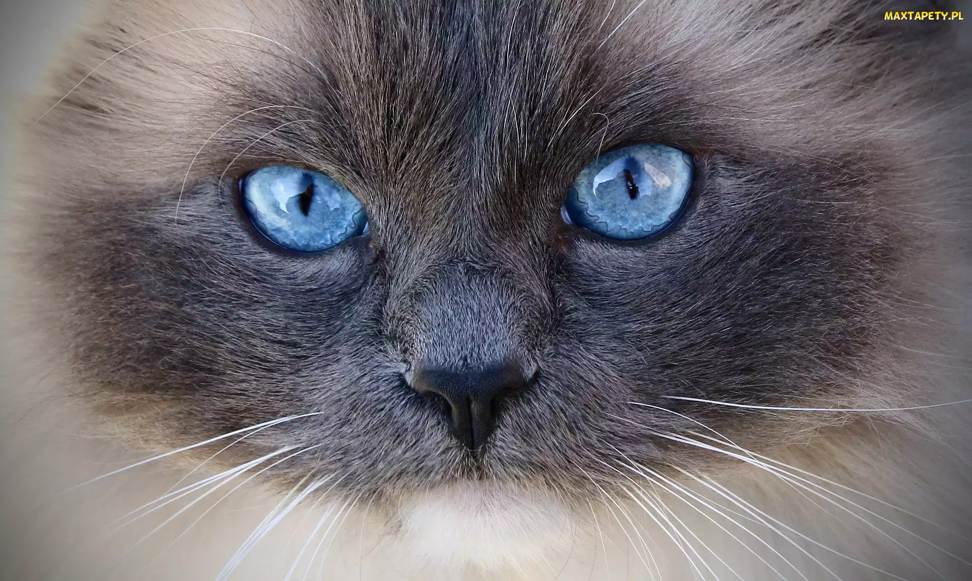 Niebieskie, Oczy, Kot, Ragdoll