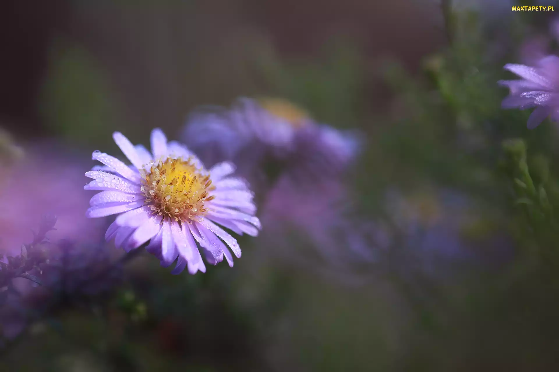 Kwiat, Liliowy, Zroszony, Aster