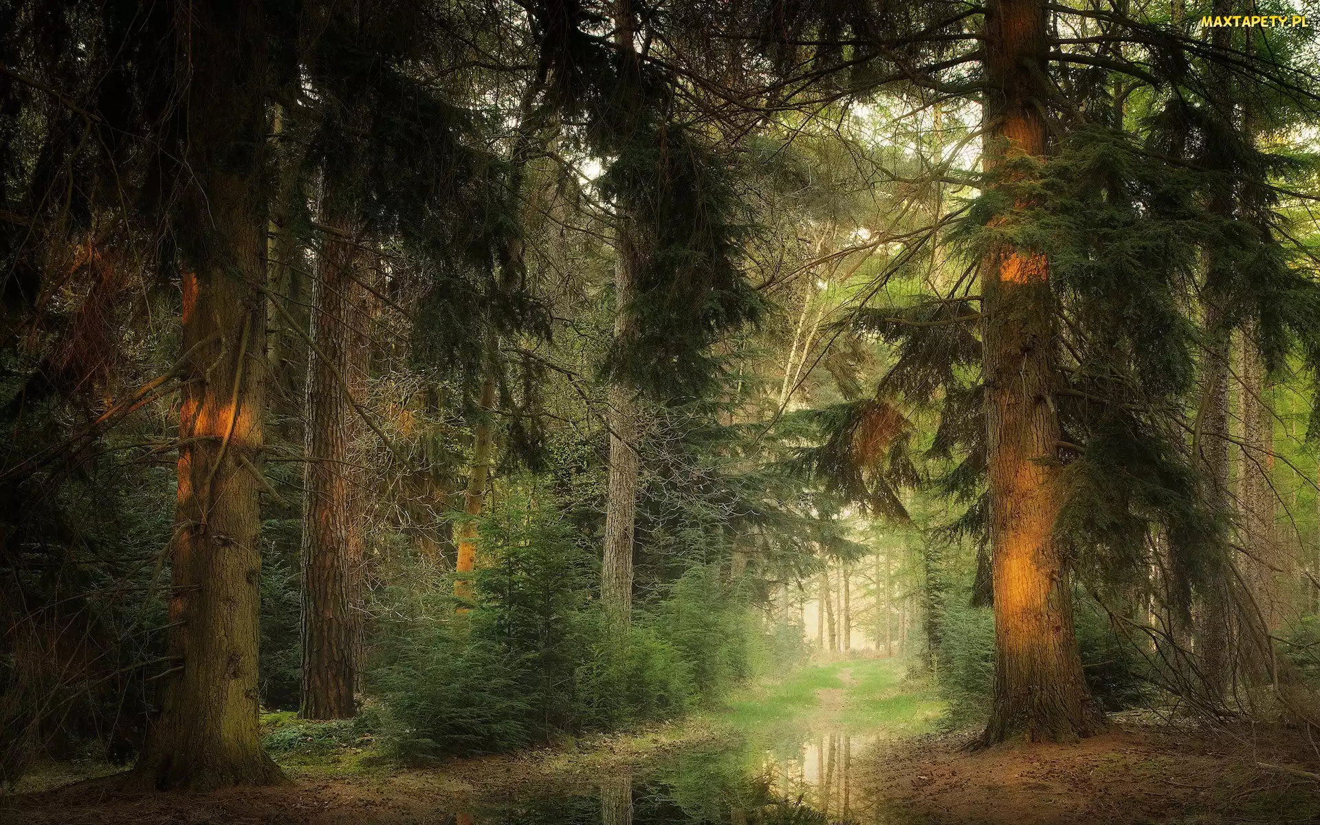 Kałuża, Wiosna, Las, Drzewa
