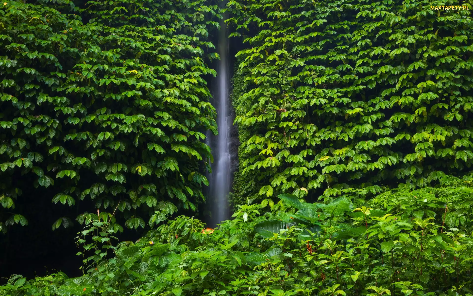 Bali, Rośliny, Leke Leke Waterfall, Indonezja, Liście, Wodospad, Drzewa