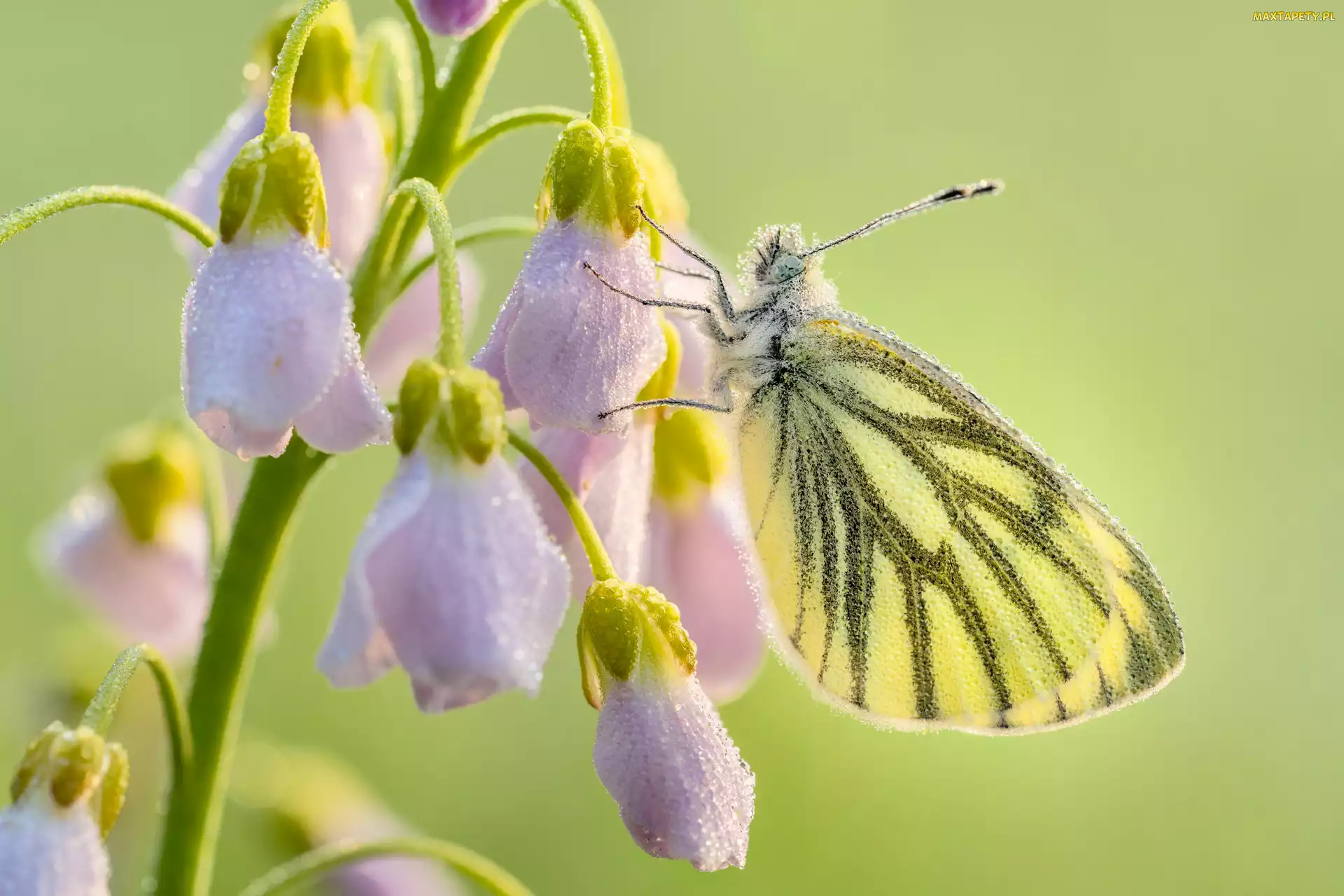 Kwiaty, Liliowe, Bielinek bytomkowiec, Motyl, Zbliżenie, Gałązka