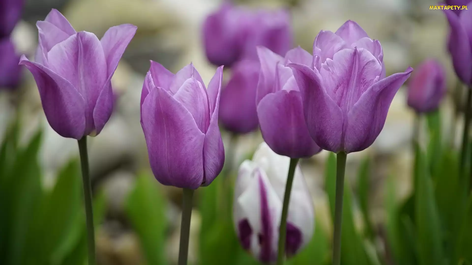 Zbliżenie, Fioletowe, Kwiaty, Tulipany