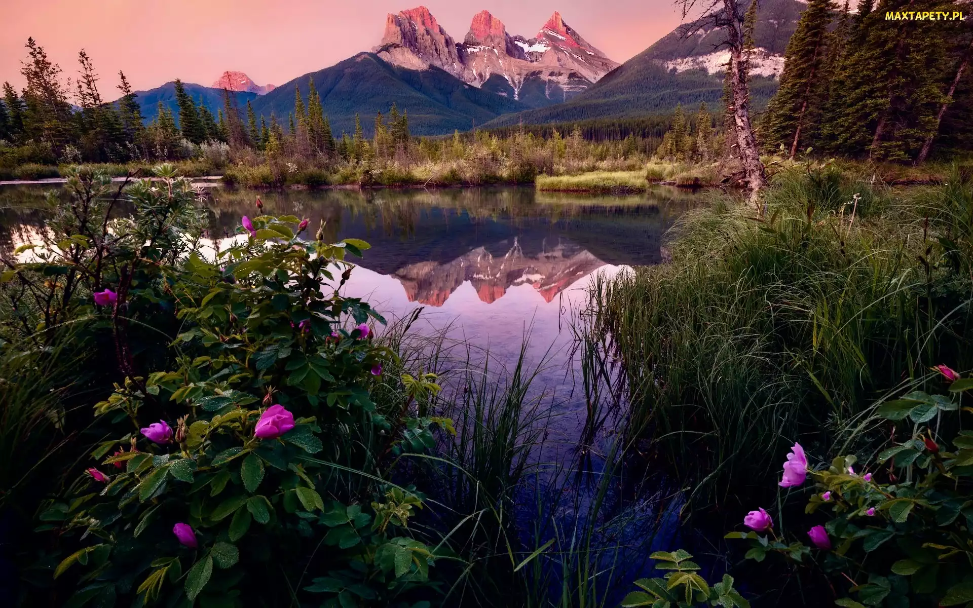Kanada, Drzewa, Bow River, Kwiaty, Canmore, Rzeka, Alberta, Góry, Three Sisters Peaks