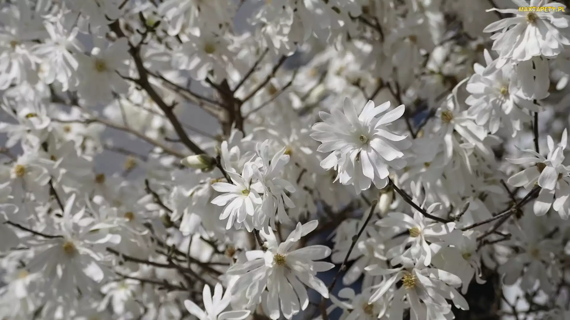 Rozkwitnięte, Kwiaty, Magnolia, Białe