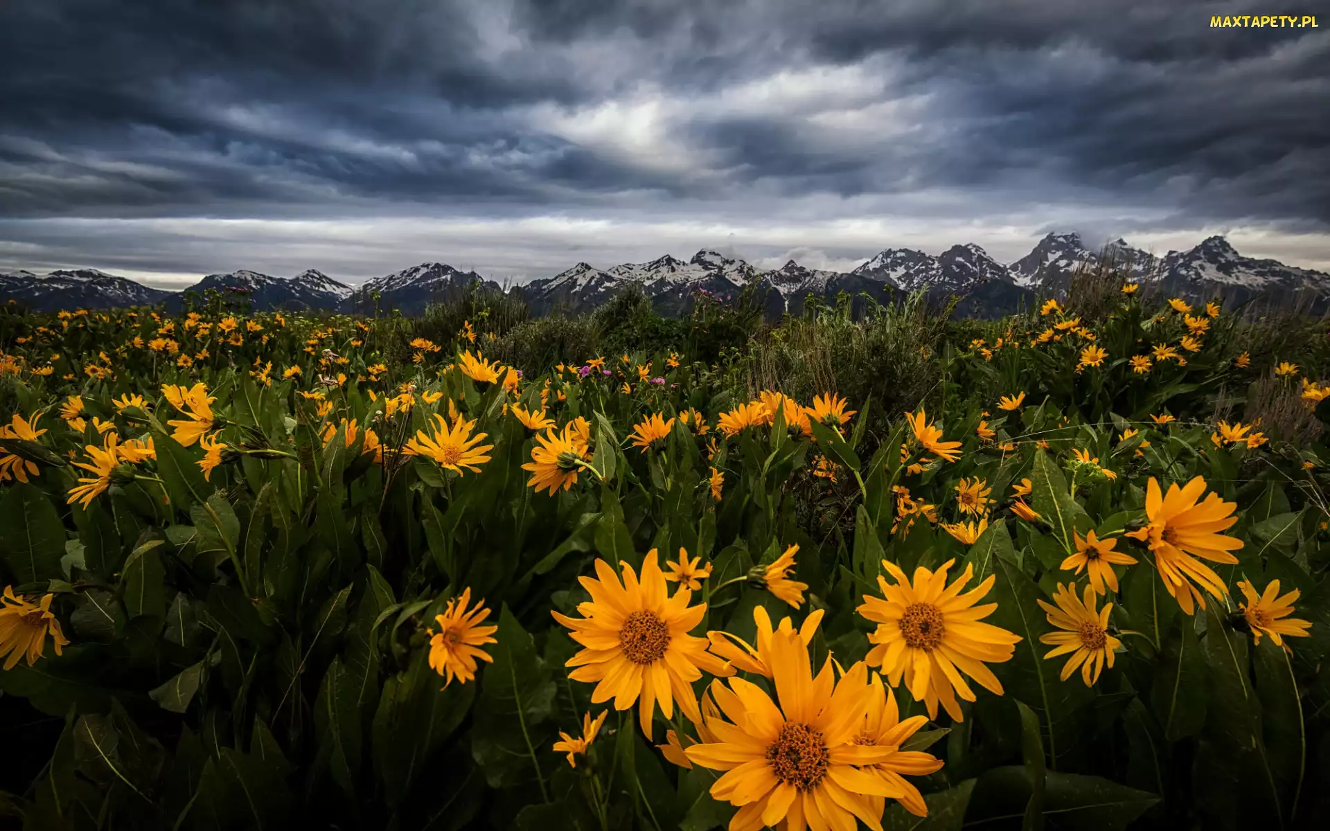 Wyoming, Łąka, Stany Zjednoczone, Góry, Balsamorhiza, Park Narodowy Grand Teton, Chmury, Kwiaty