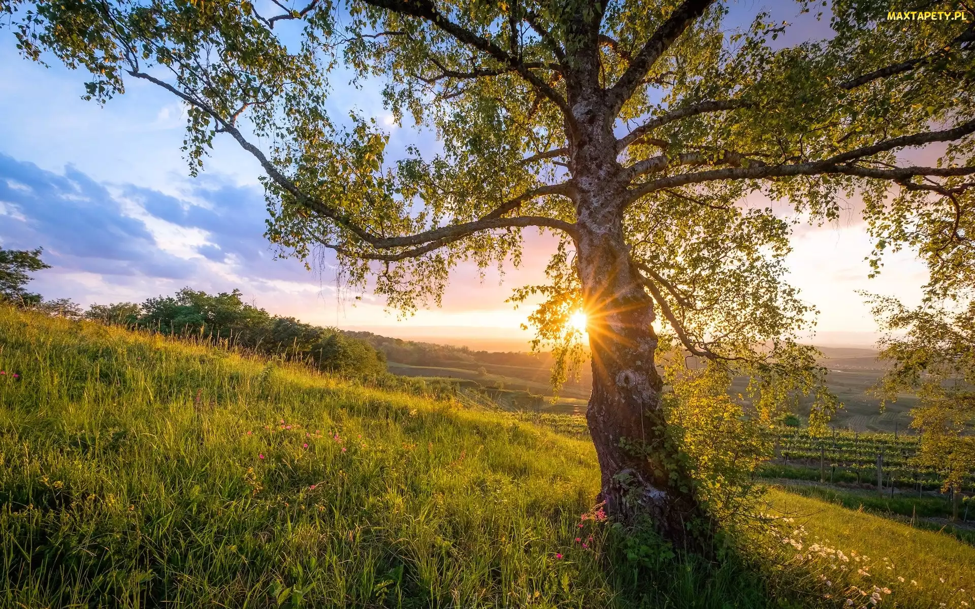Wiosna, Promienie słońca, Kaiserstuhl, Niemcy, Wzgórze, Drzewo