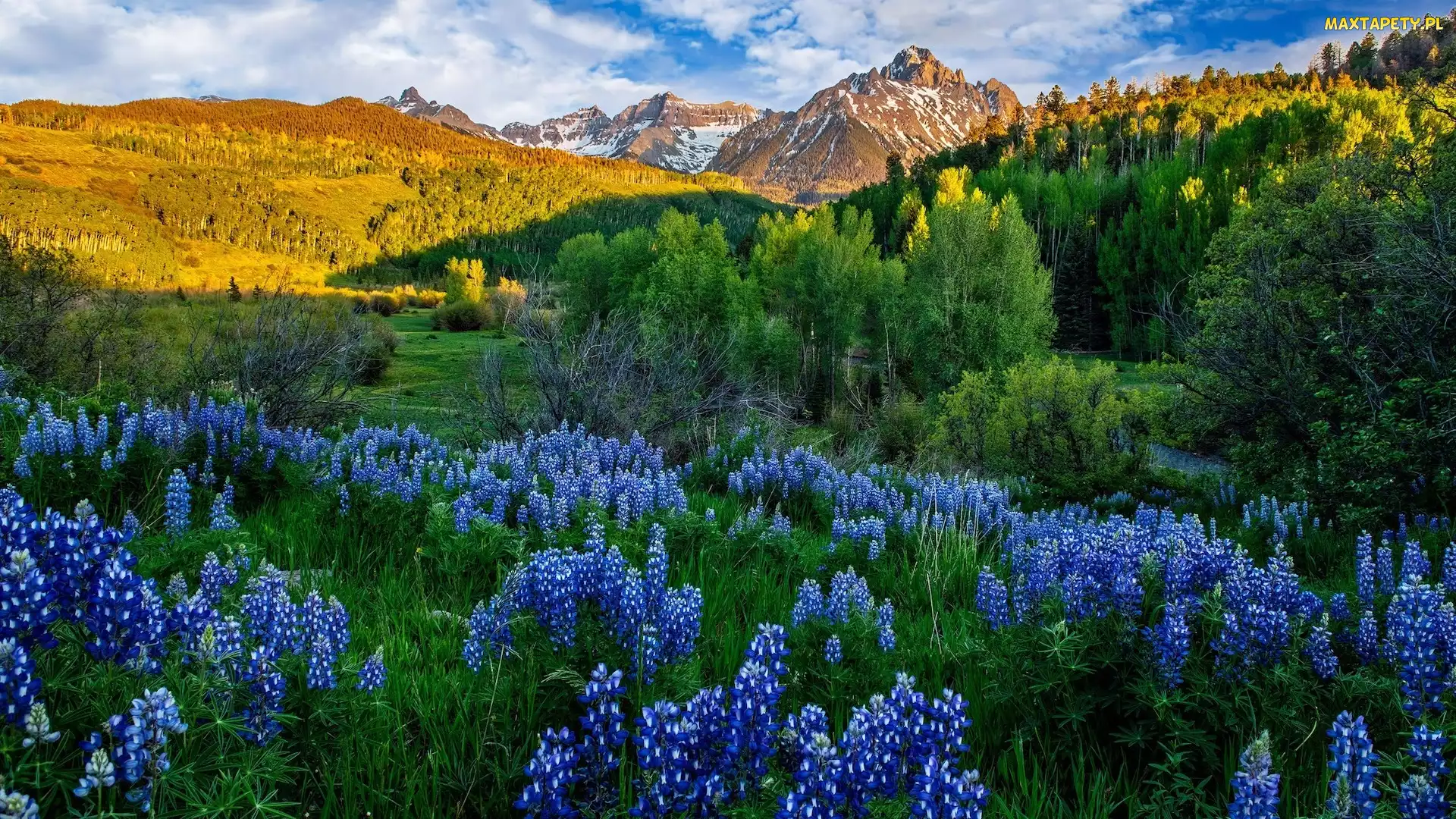 Kolorado, Mount Sneffels, Stany Zjednoczone, San Juan Mountains, Łąka, Góry, Łubin, Drzewa