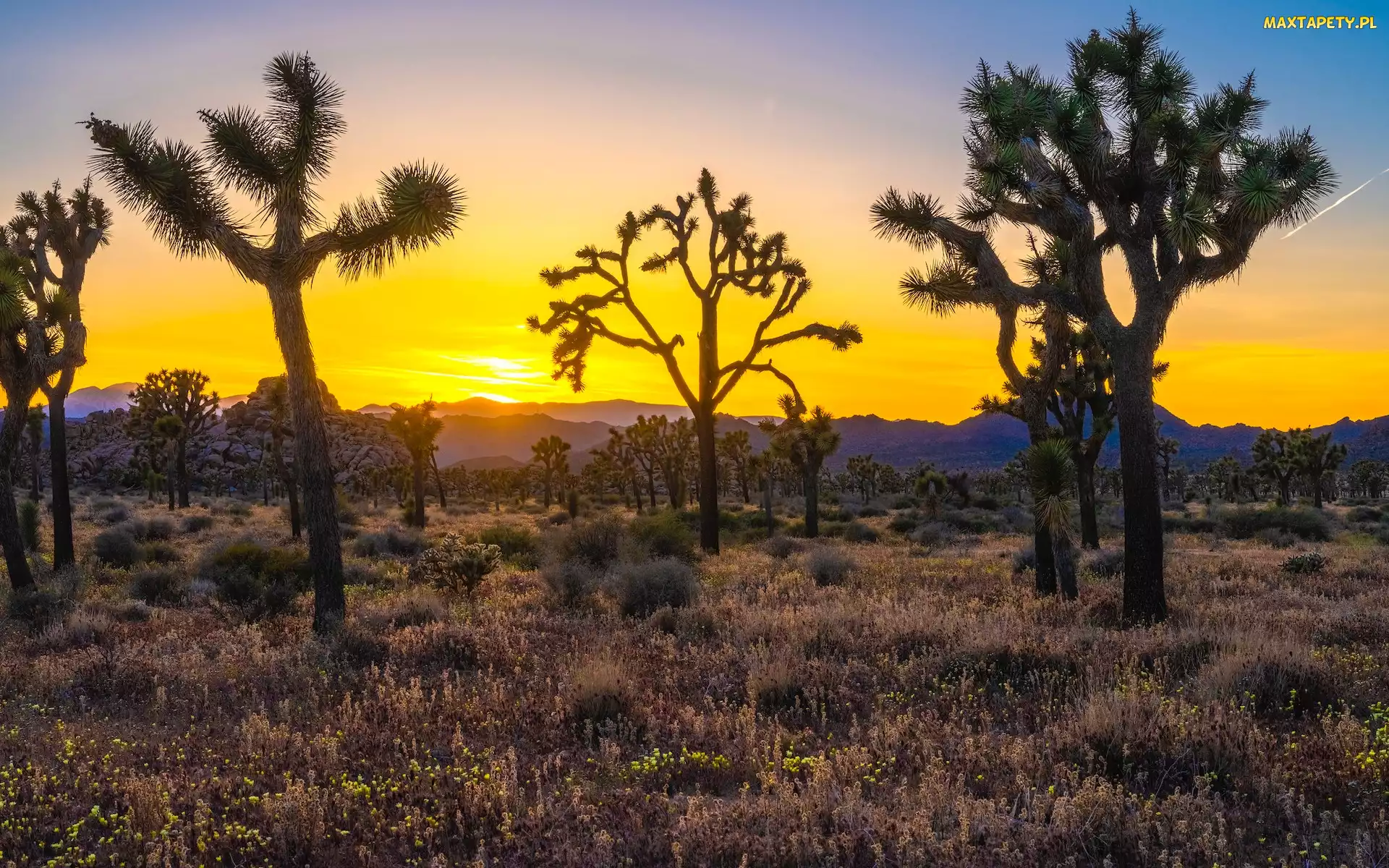 Wzgórza, Drzewa Jozuego, Kalifornia, Trawa, Wschód słońca, Stany Zjednoczone, Park Narodowy Joshua Tree