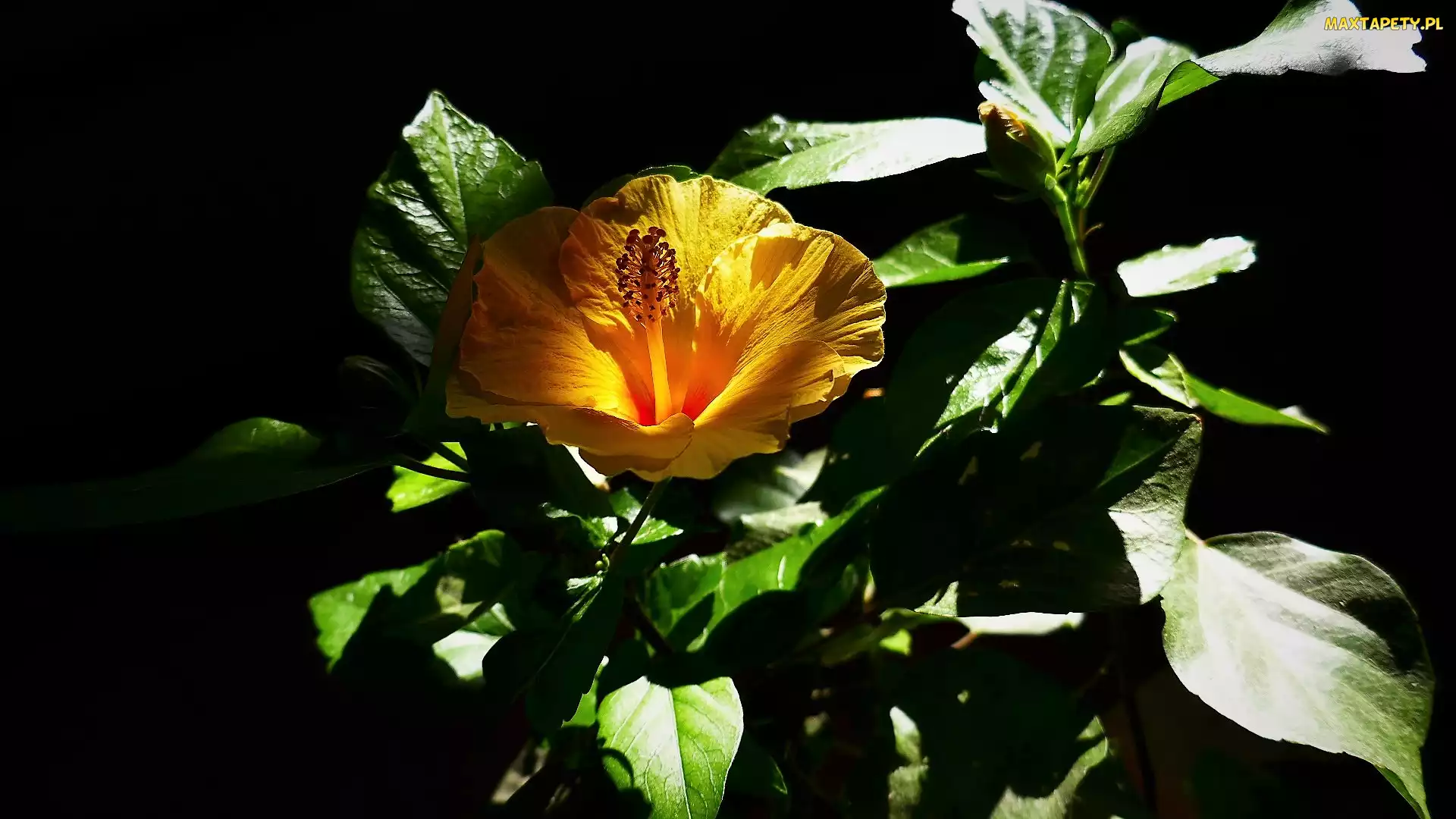 Żółty, Czarne tło, Liście, Hibiskus, Kwiat