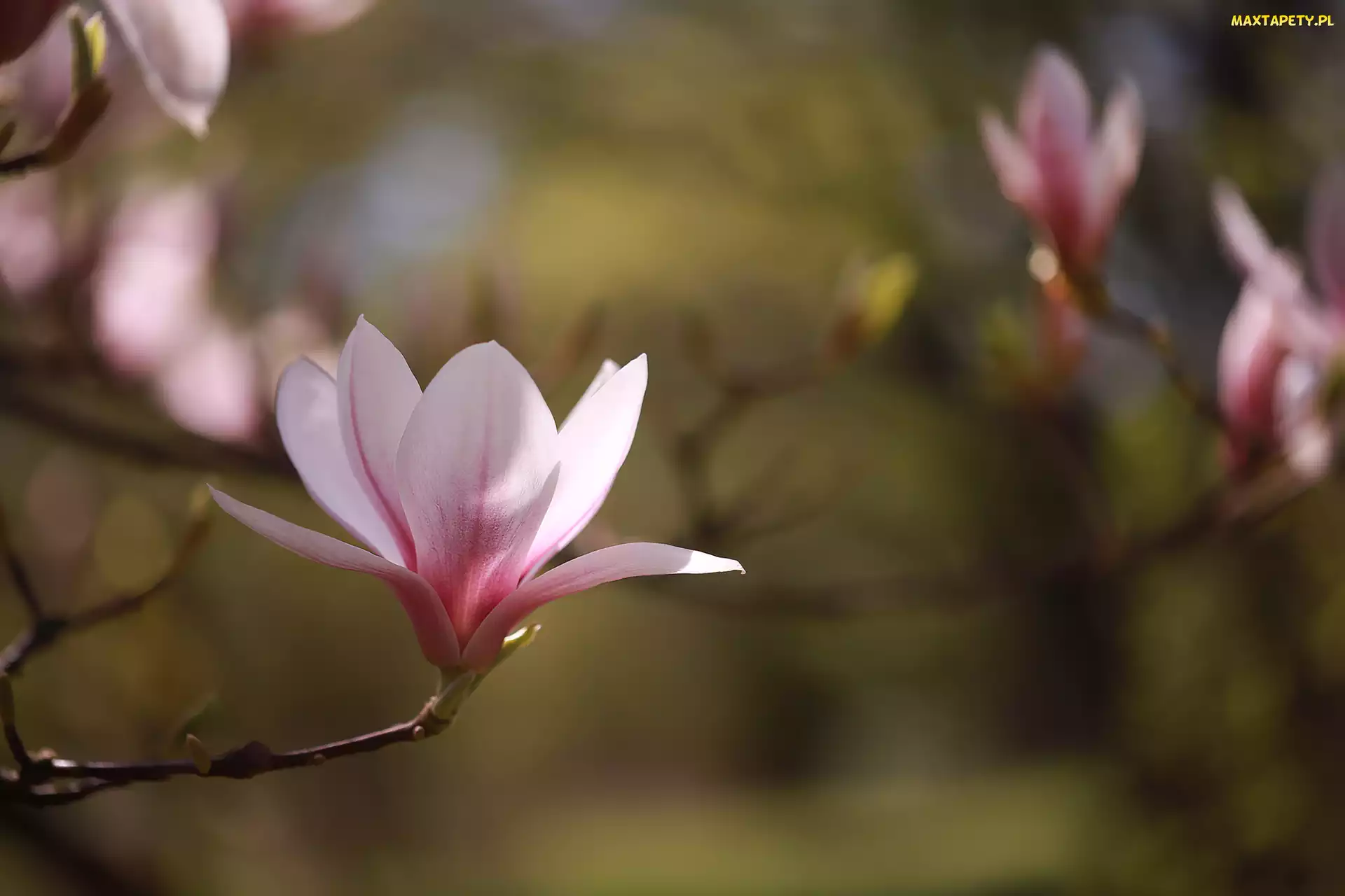 Różowa, Kwiat, Magnolia