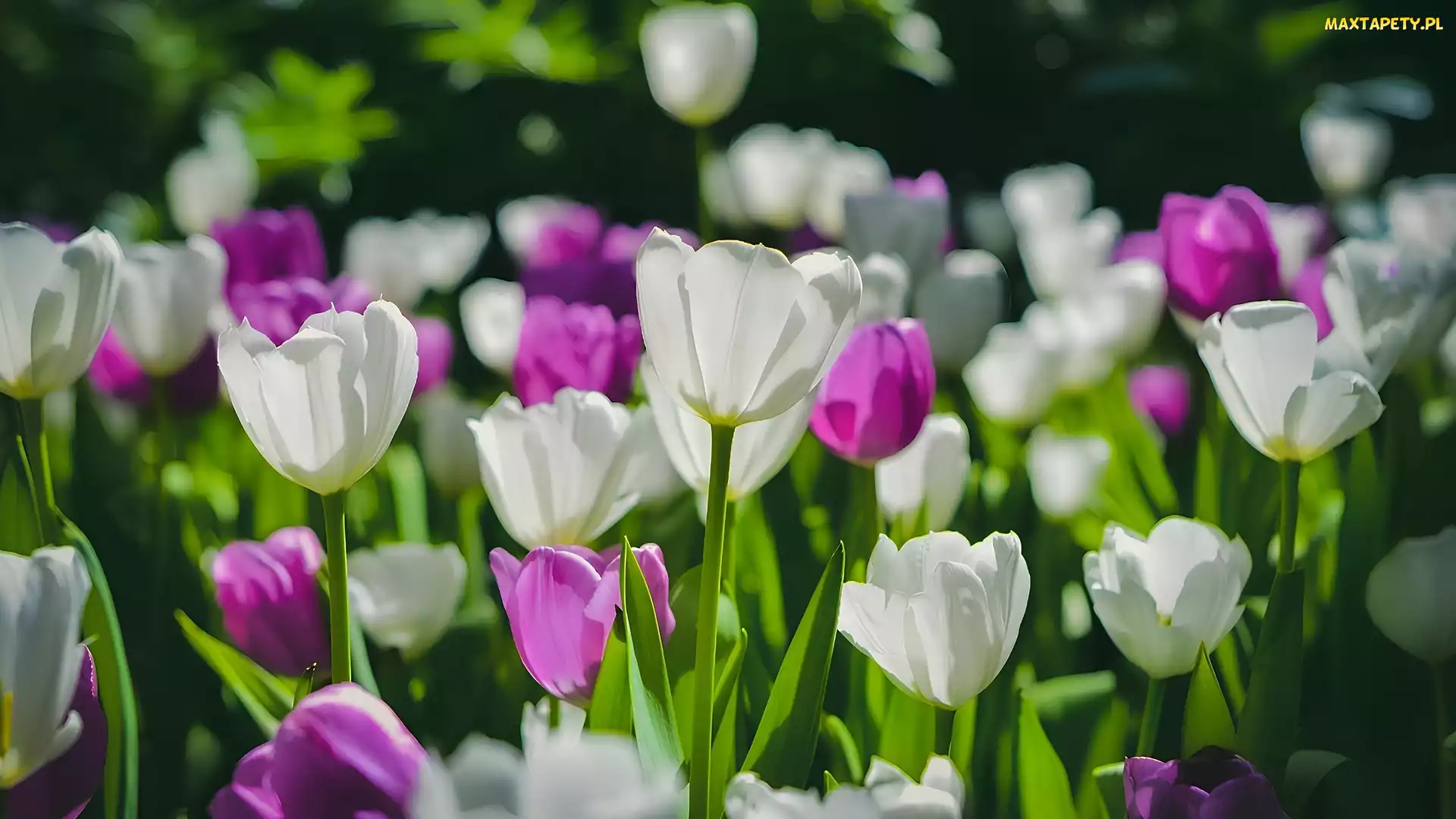 Tulipany, Kwitnące, Różowe, Białe